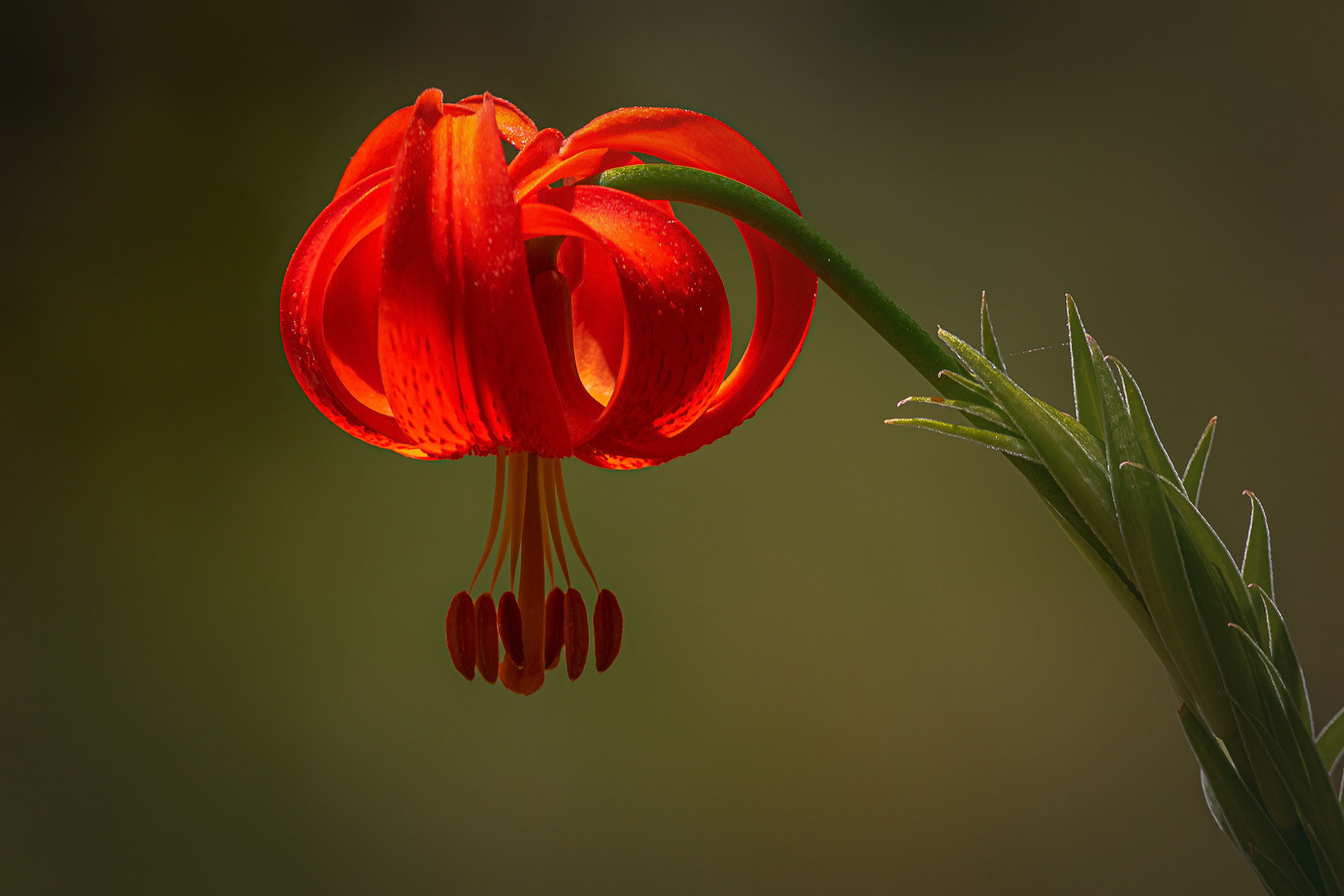 Lilium chalcedonicum
