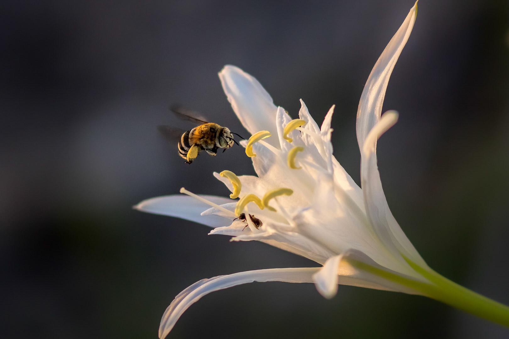 Pancratium maritimum