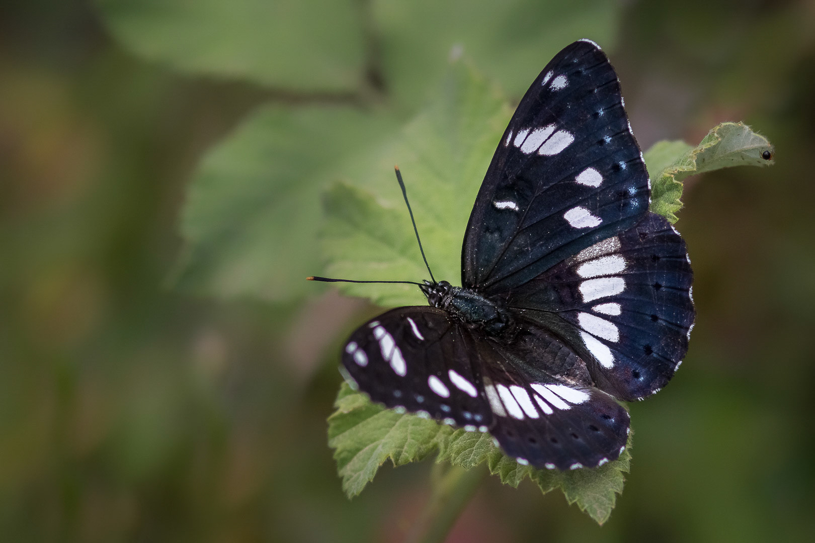 Limenitis reducta