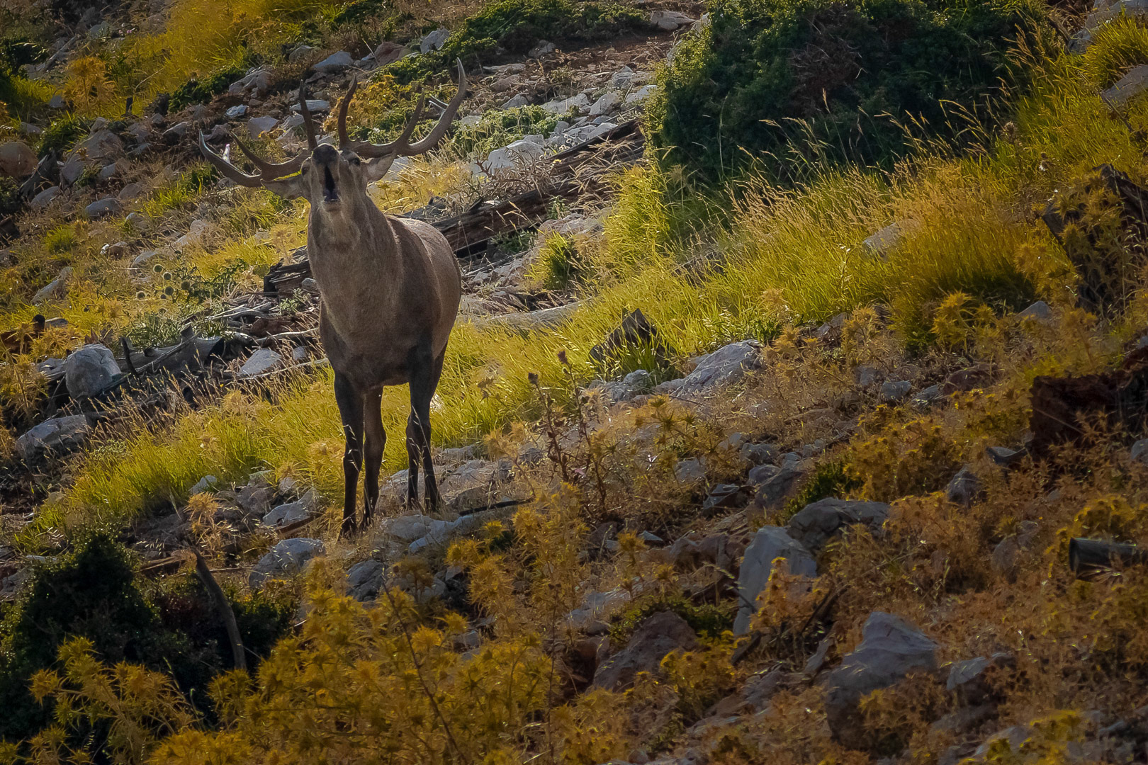 Cervus elaphus