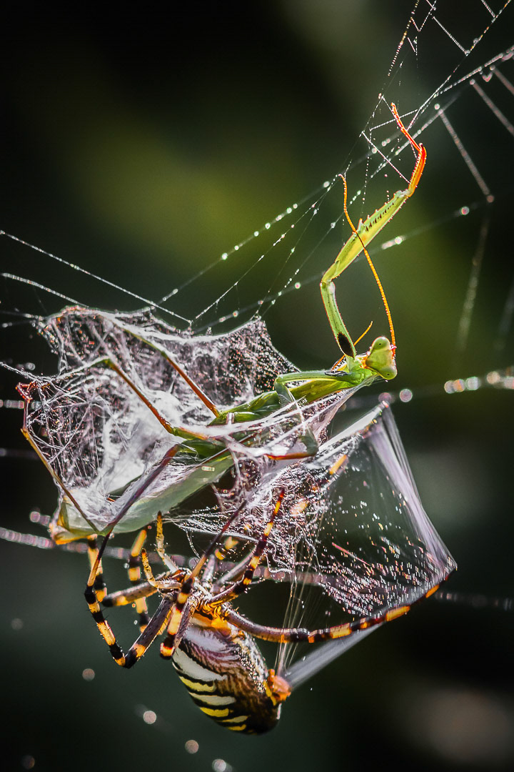 Argiope bruennichi