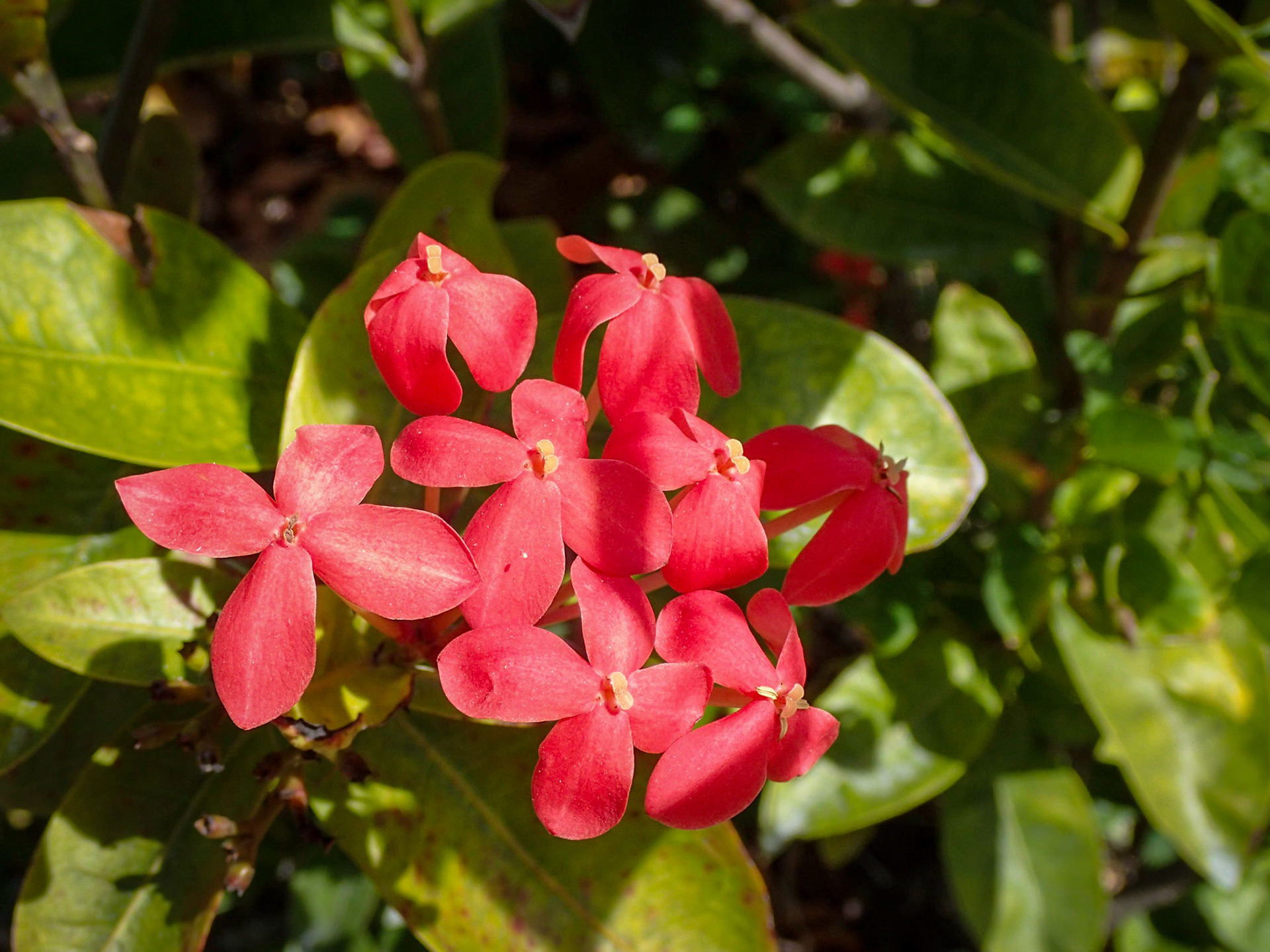 OLYMPUS DIGITAL CAMERA