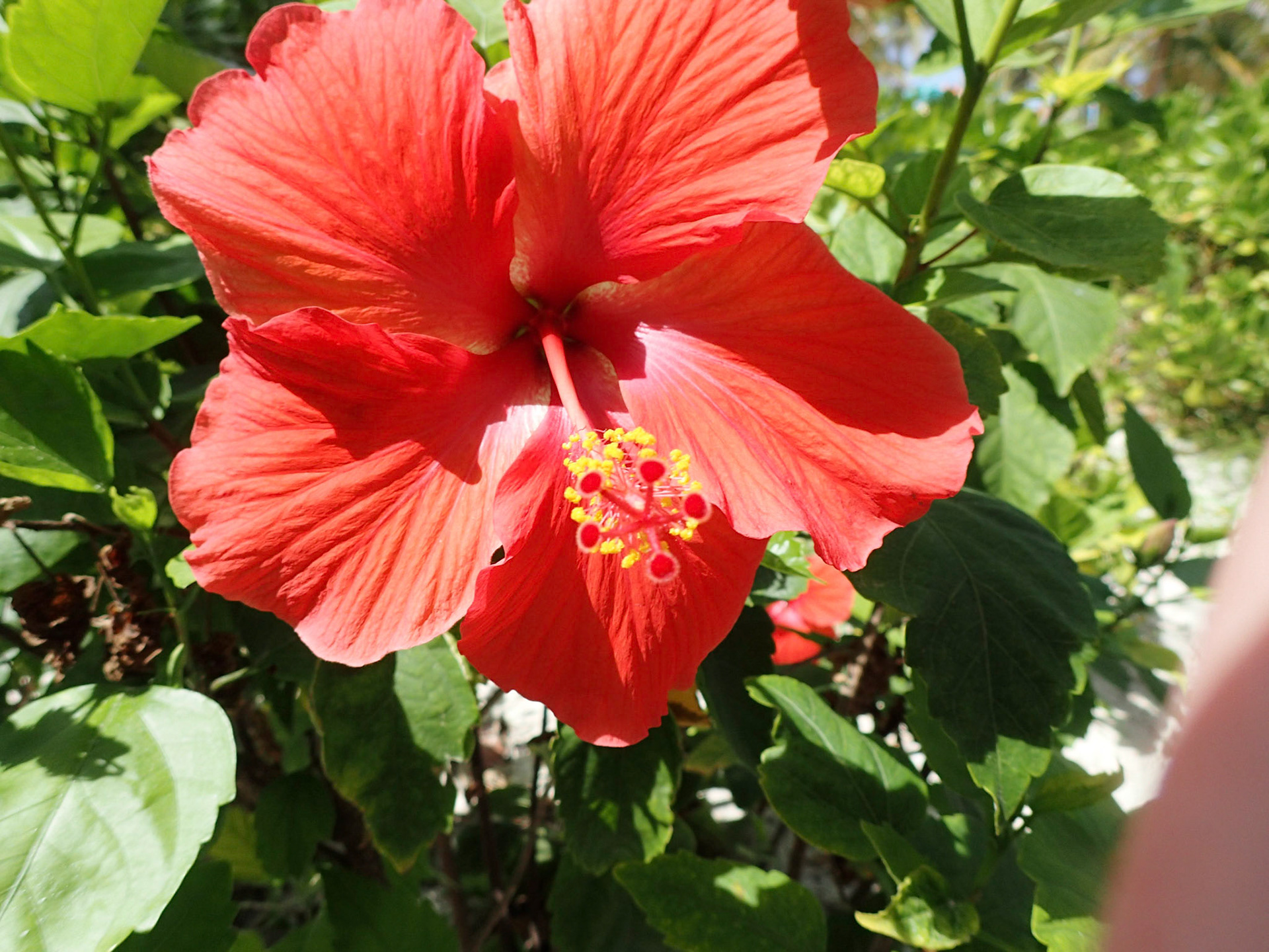 OLYMPUS DIGITAL CAMERA