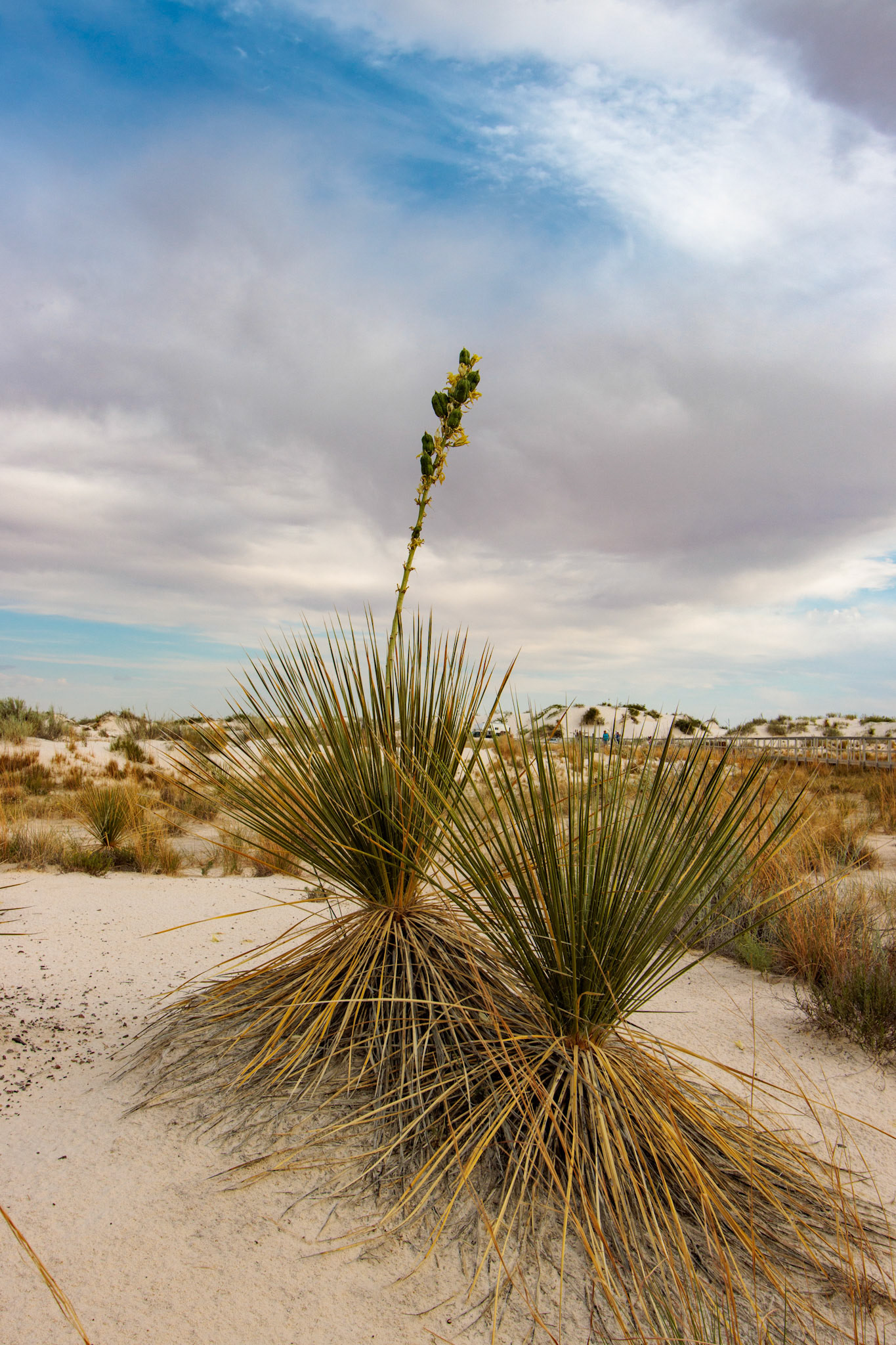 White Sands National Park, NM