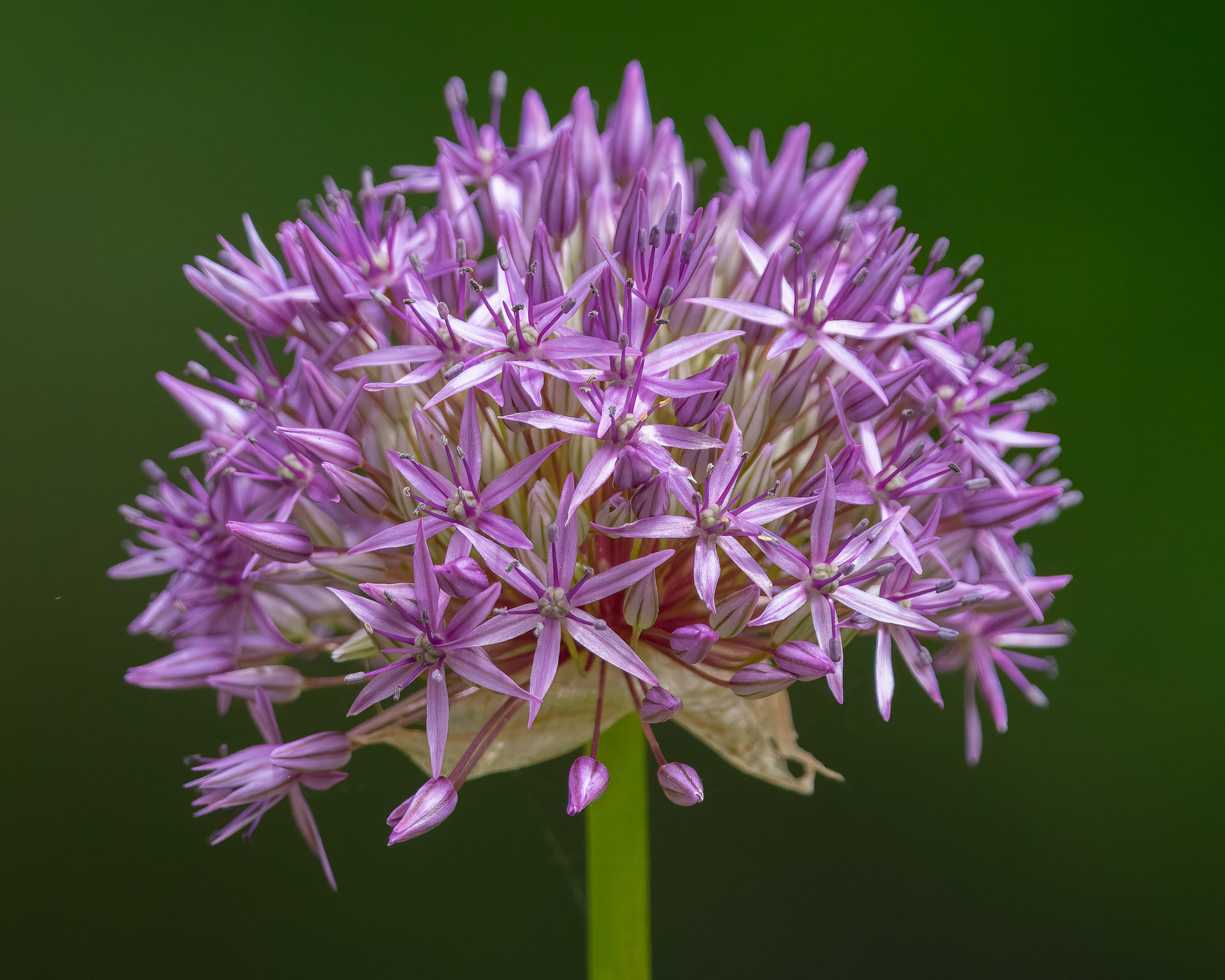 Sony A7ii - High Park - 2024