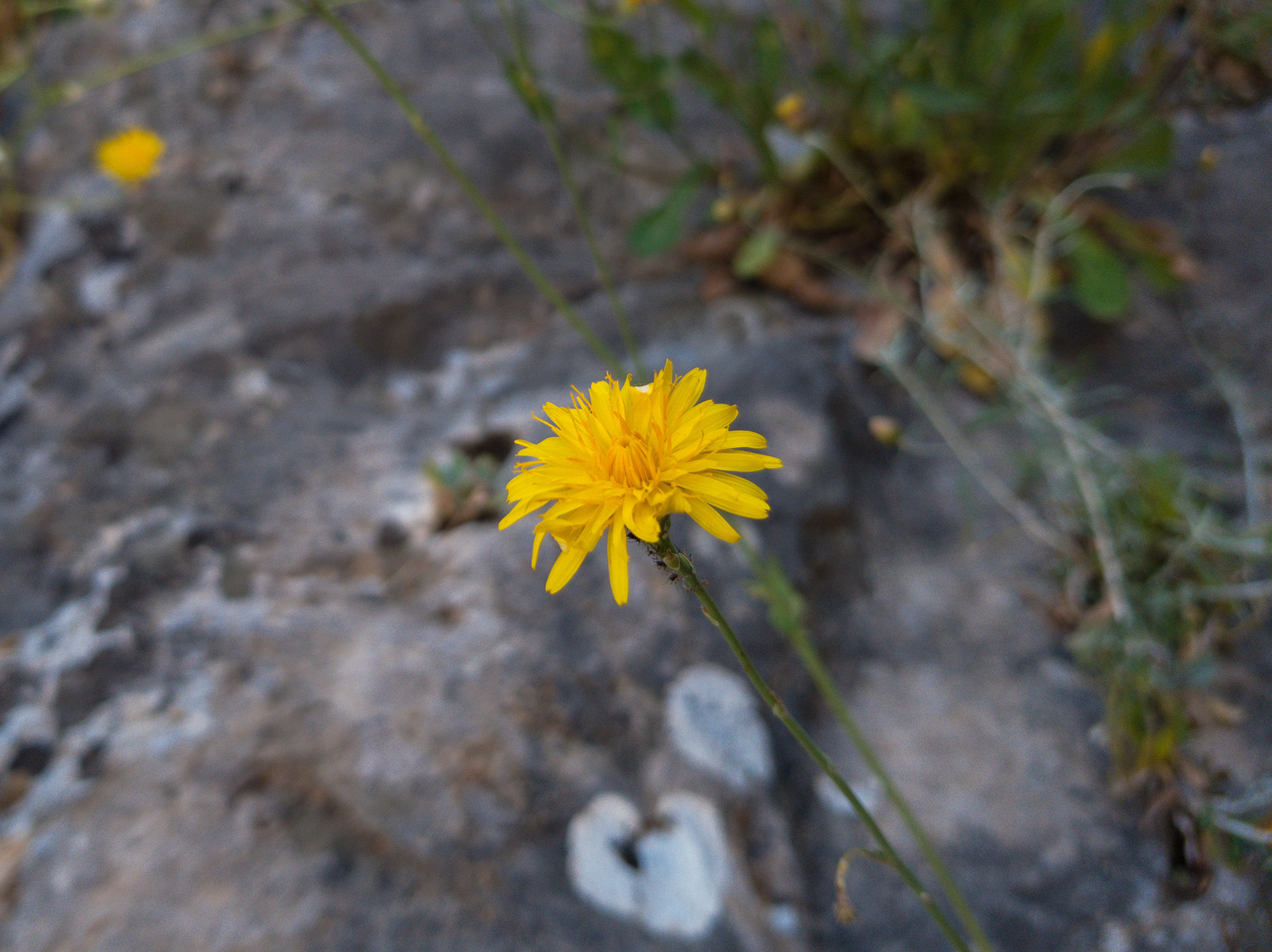 Samsung S8 - Mycenae, Greece - 2019
