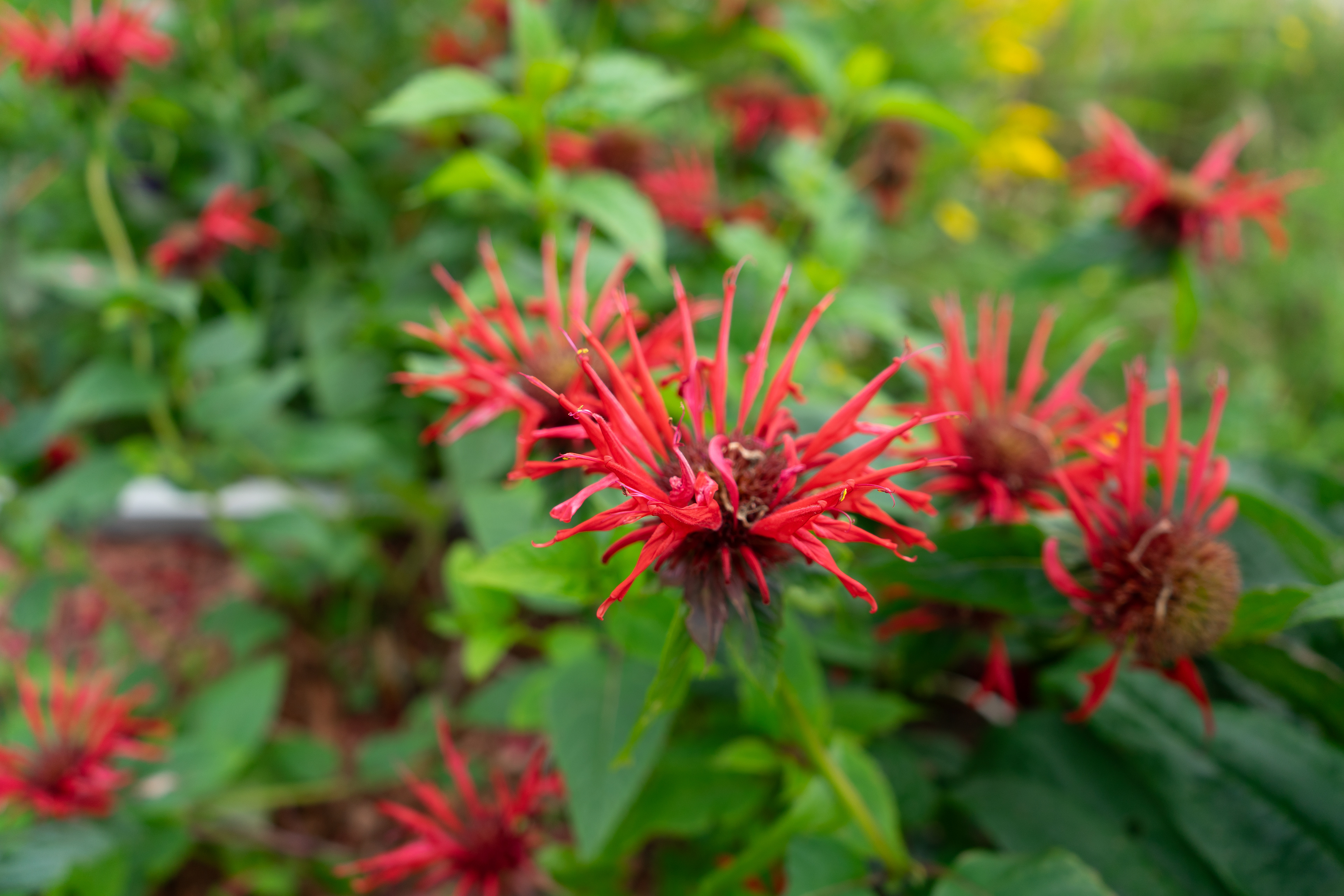 Sony A7ii - Lion's Head, Ontario - 2023