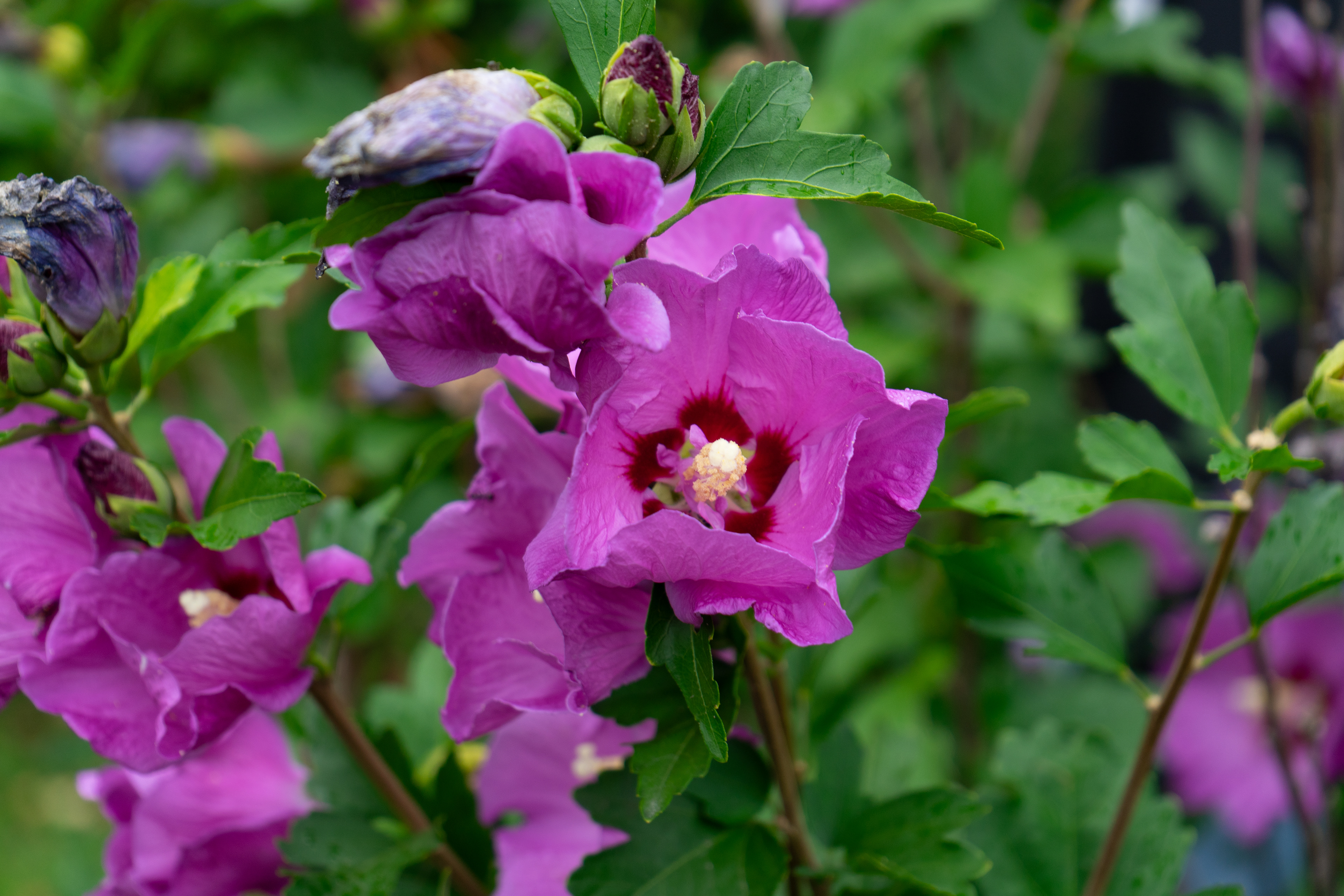 Sony A7ii - Lion's Head, Ontario - 2023