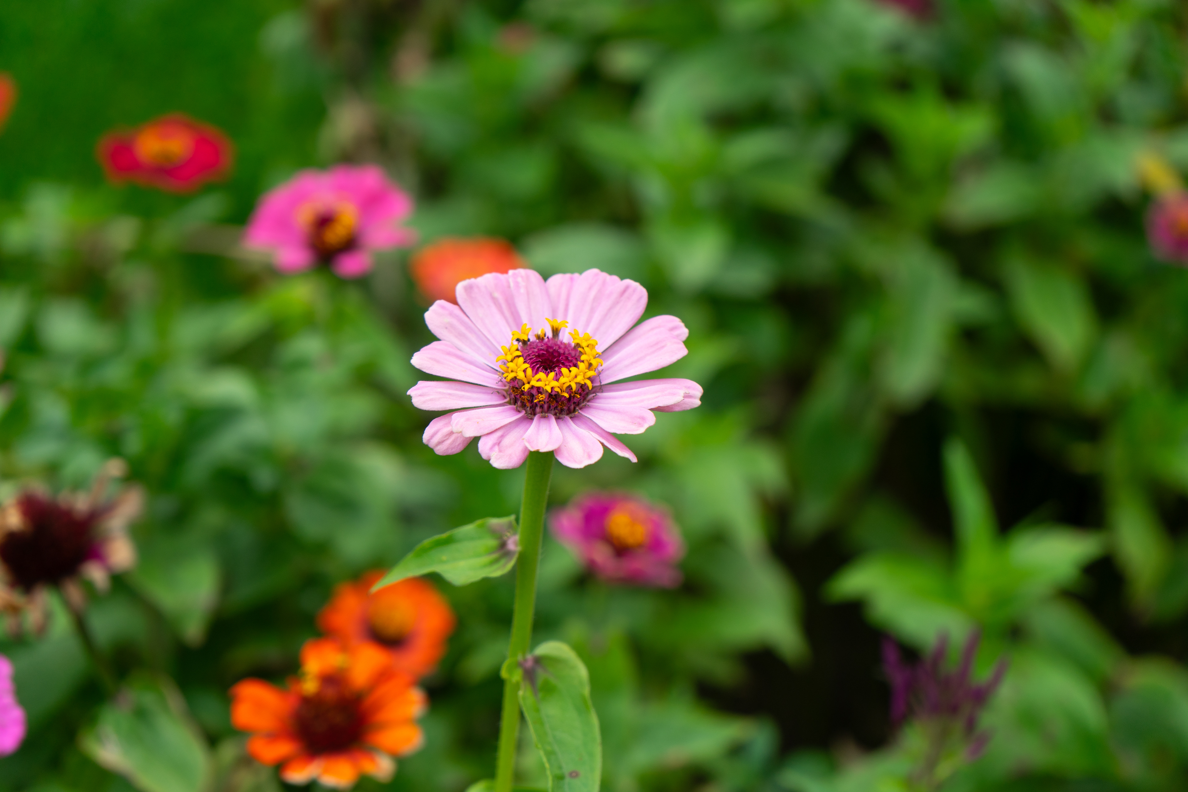 Sony A7ii - Collingwood, Ontario - 2023