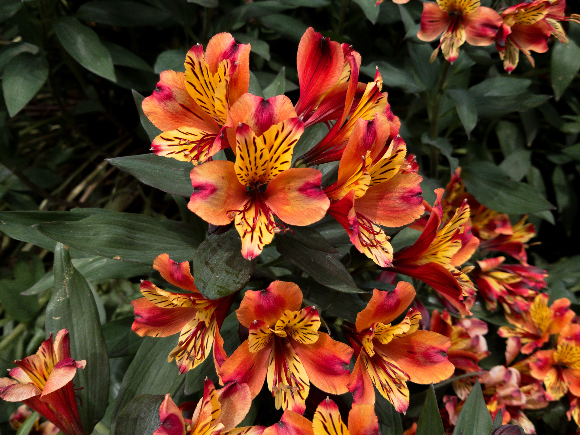 Samsung S8 - St James's Park, London, UK - 2019