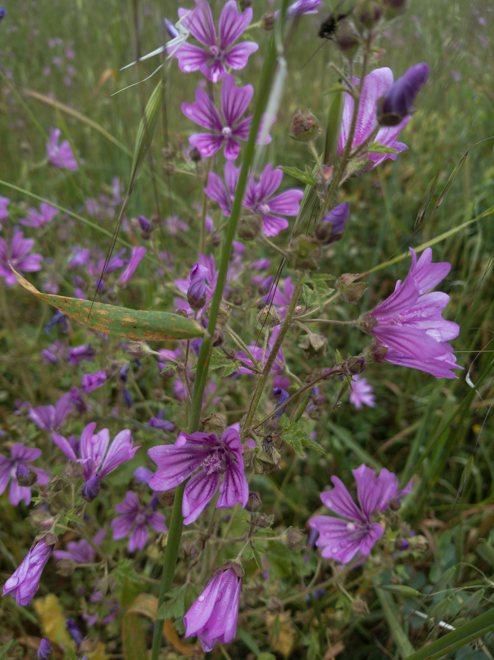 Samsung S8 - Marathon, Greece - 2019