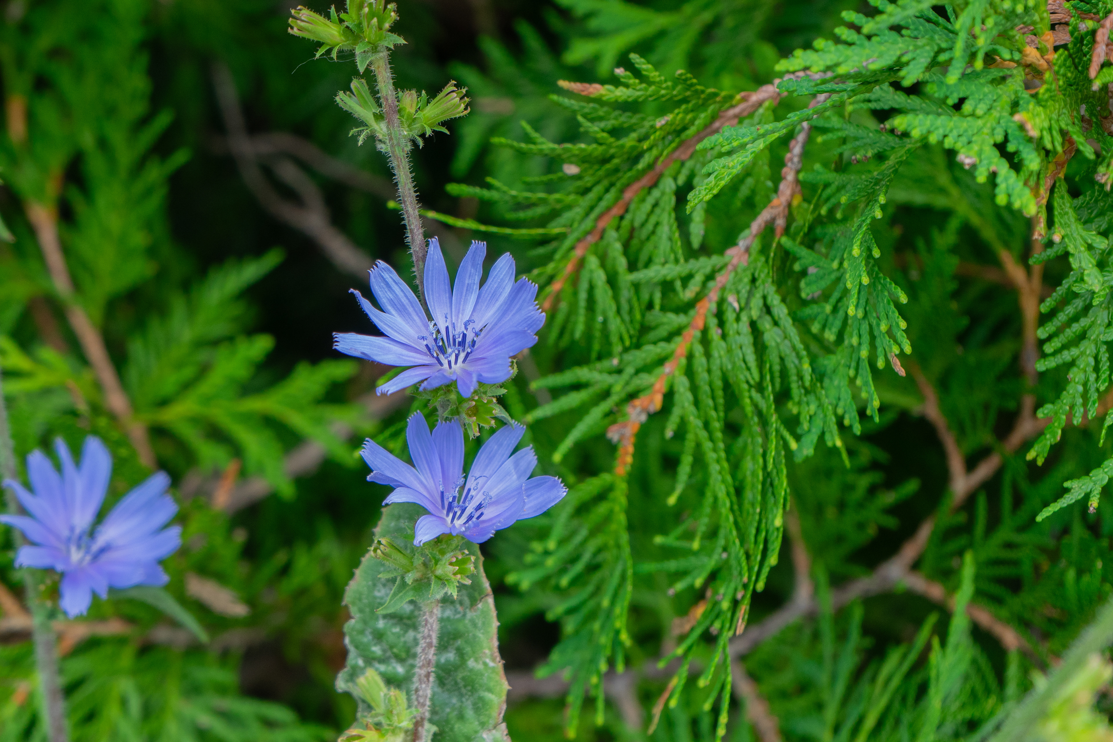 Sony A7ii - Lion's Head, Ontario - 2023