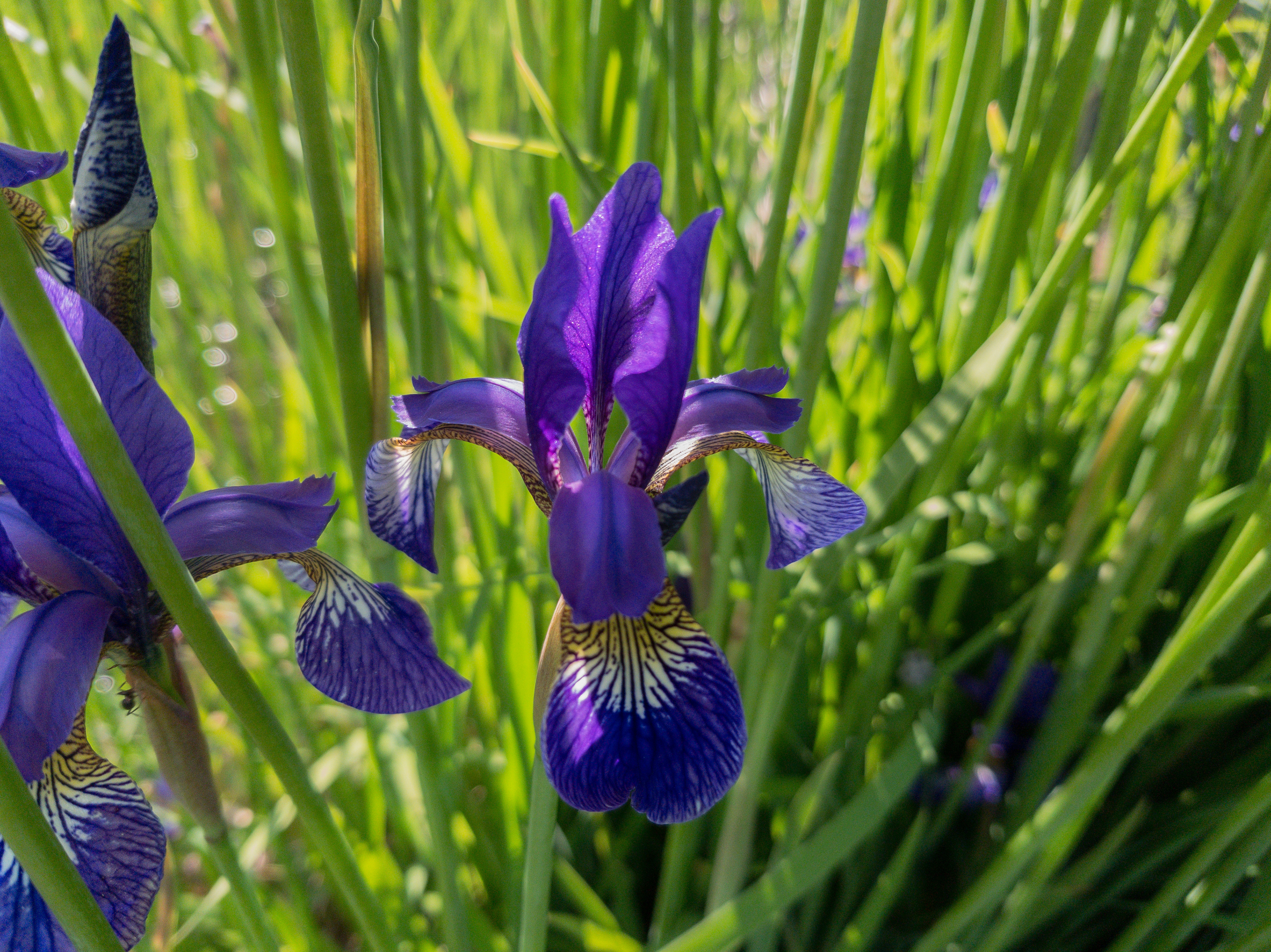 Samsung S8 - Kapetan Misin Breg, Serbia - 2019