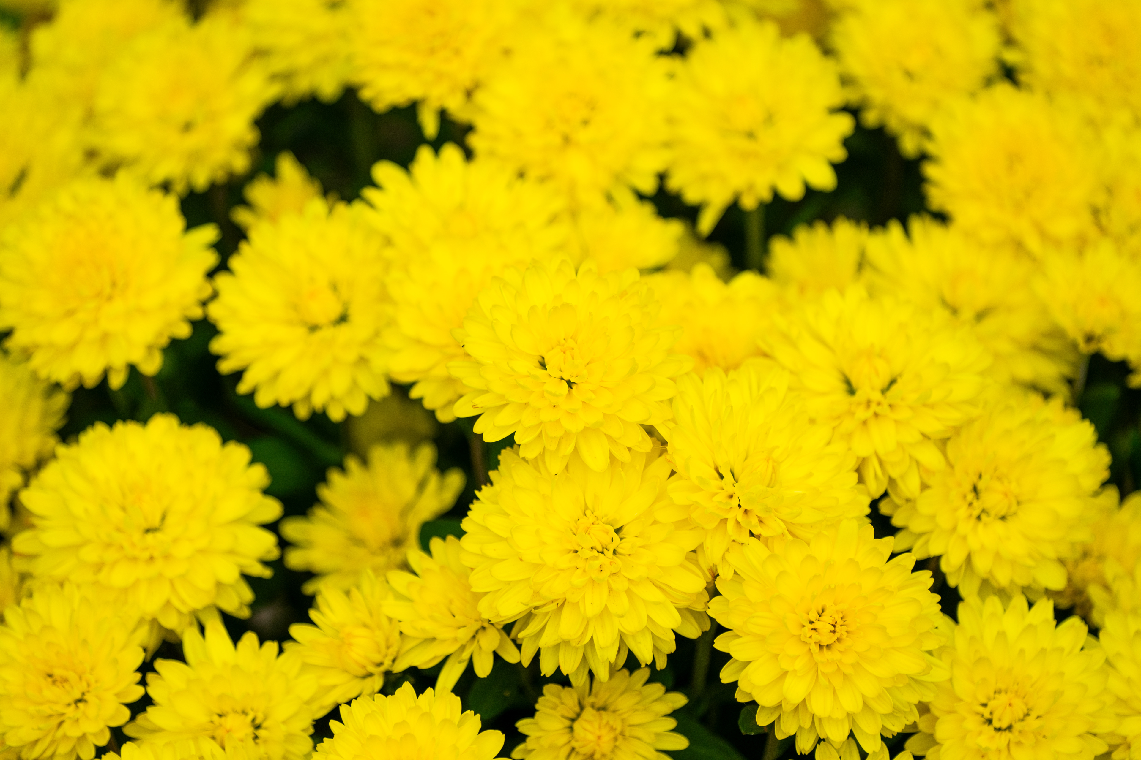 Sony A7ii - Saint James Park - 2023