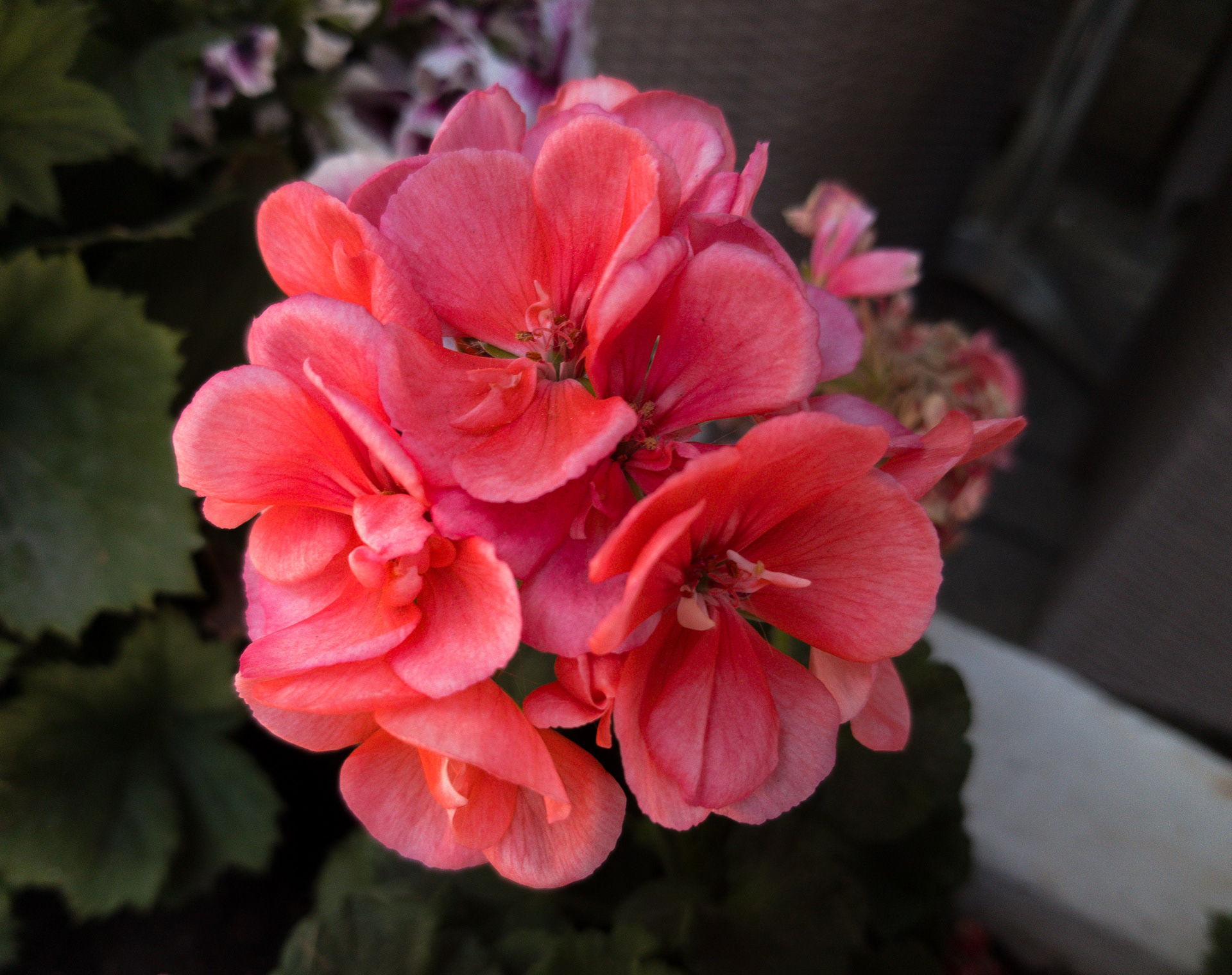 Samsung S8 - Corinth, Greece - 2019