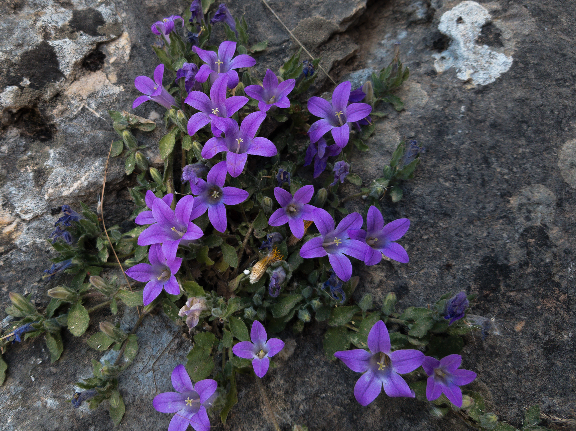 Samsung S8 - Mycenae, Greece - 2019