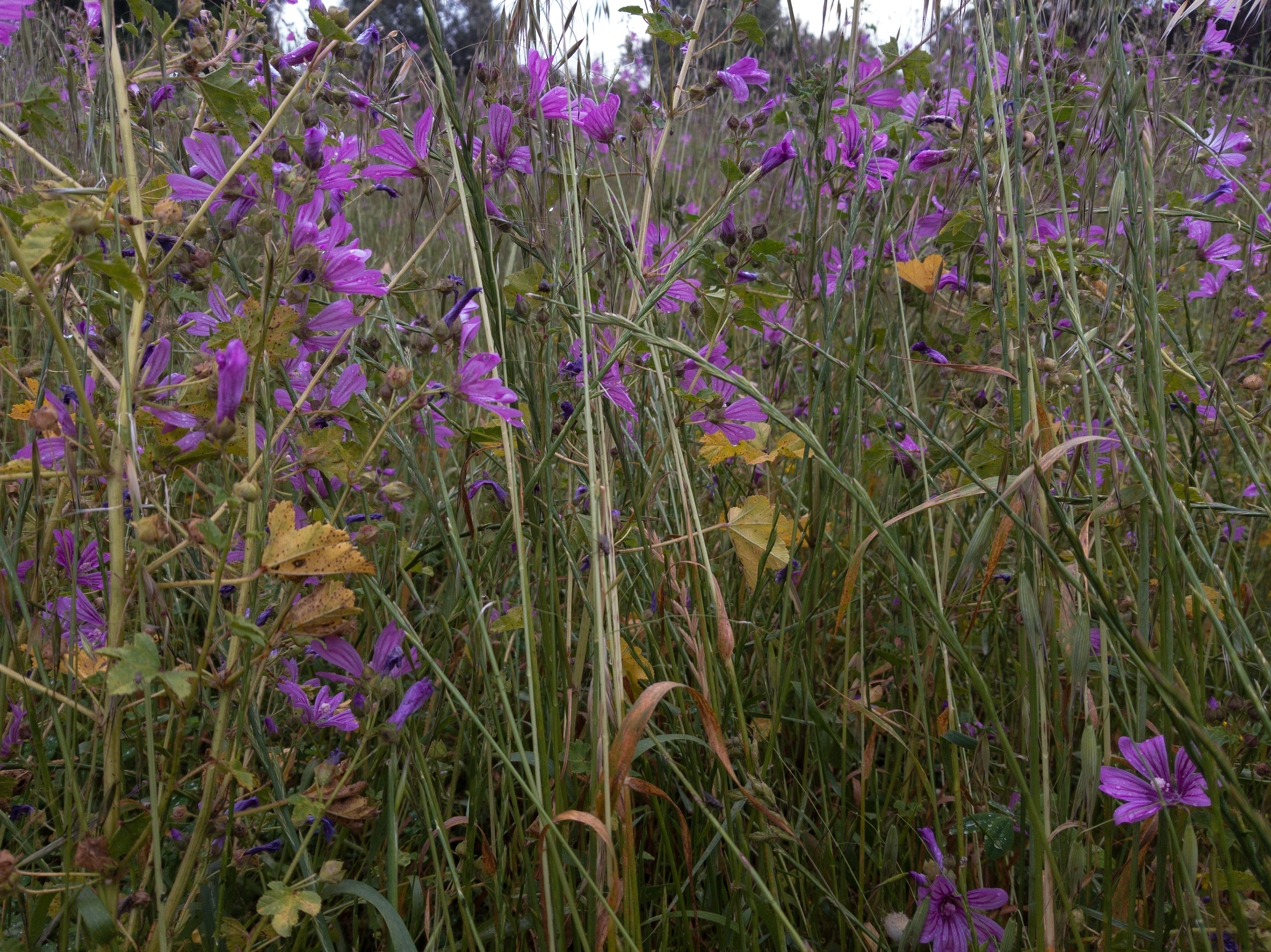 Samsung S8 - Marathon, Greece - 2019