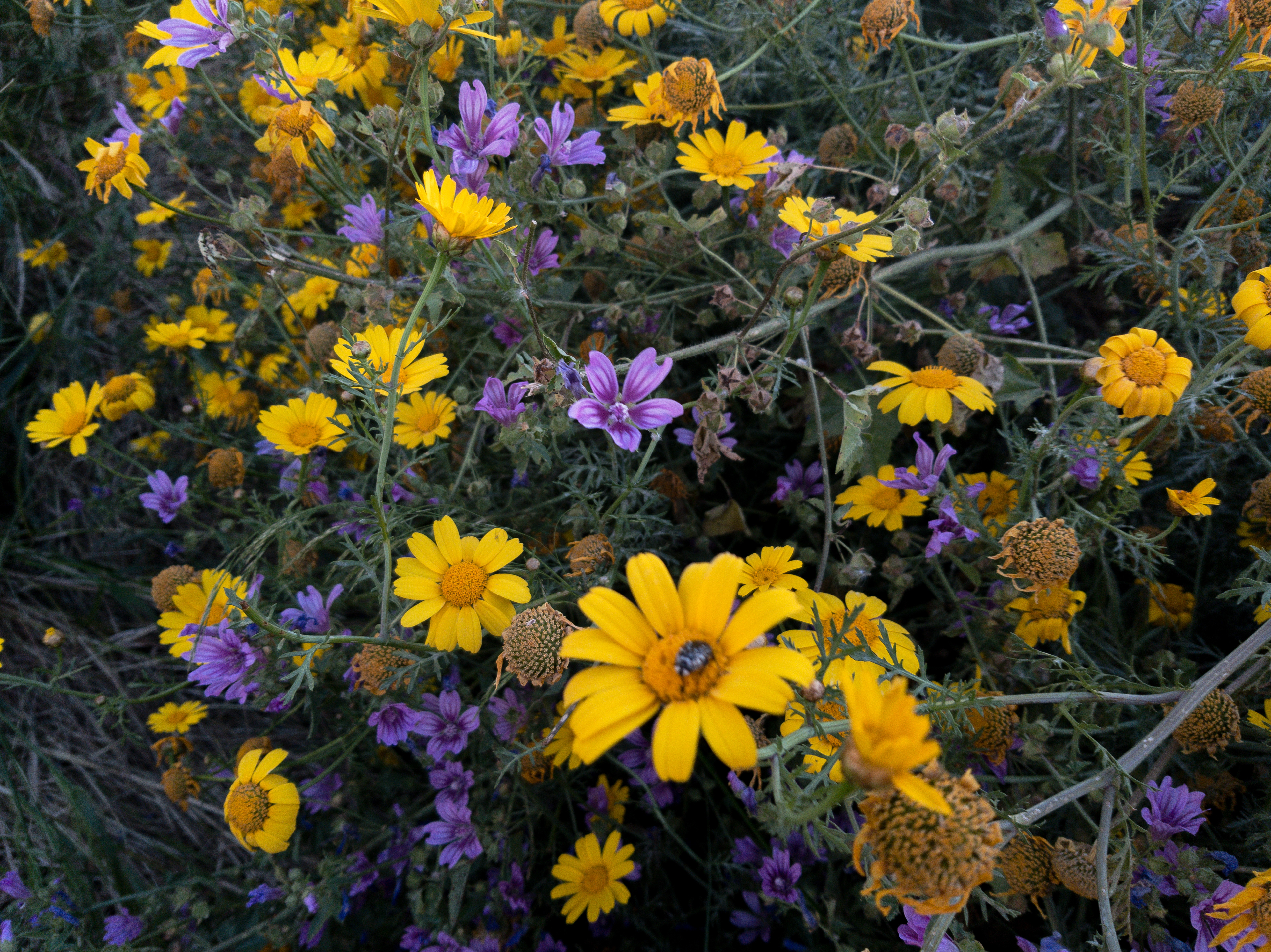 Samsung S8 - Nafplion, Greece - 2019