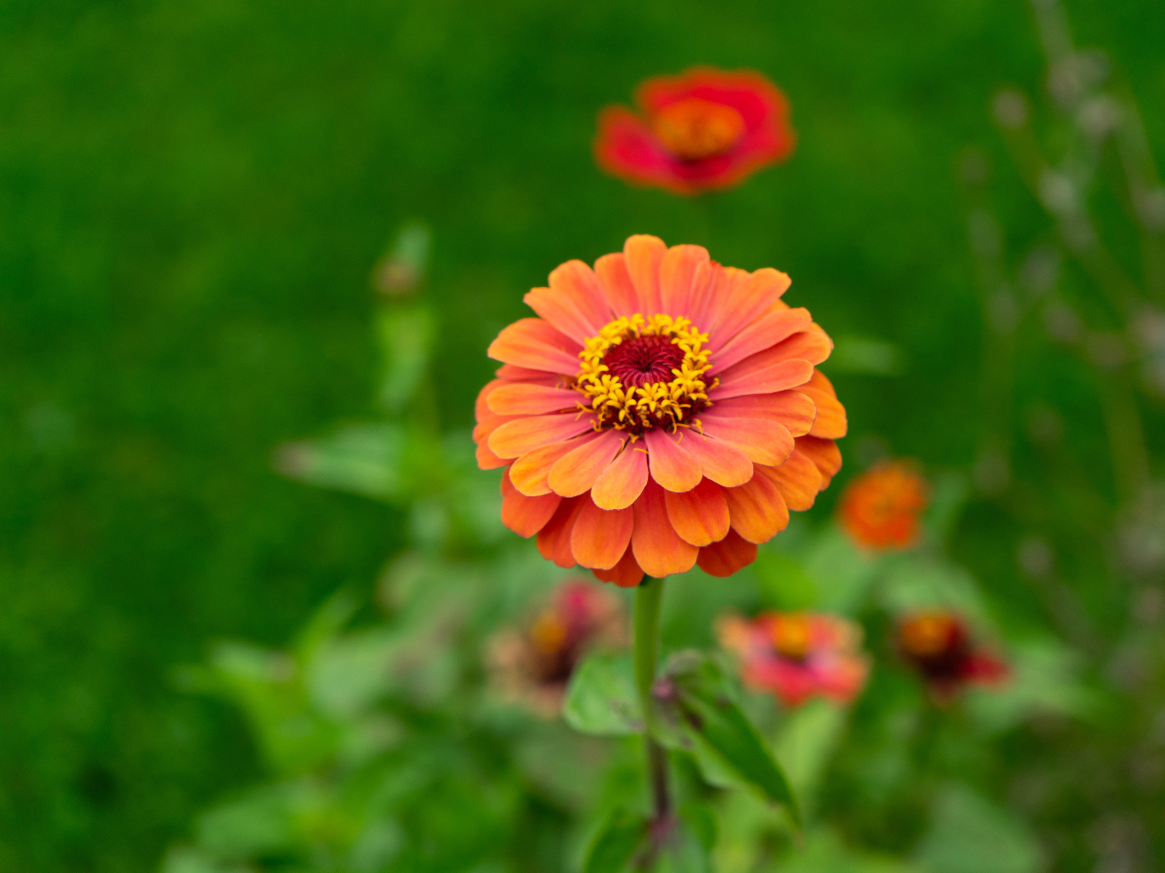 Sony A7ii - Collingwood, Ontario - 2023