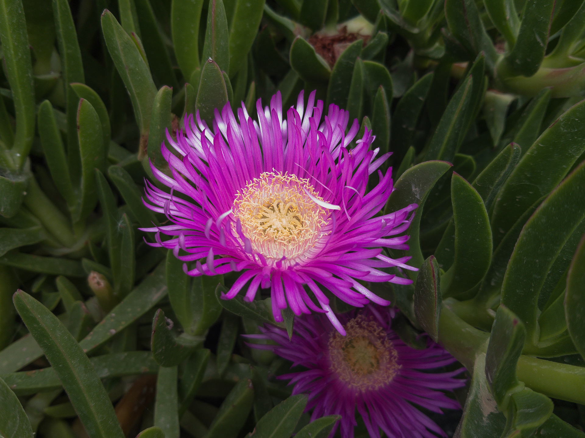 Samsung S8 - Santorini, Greece - 2019