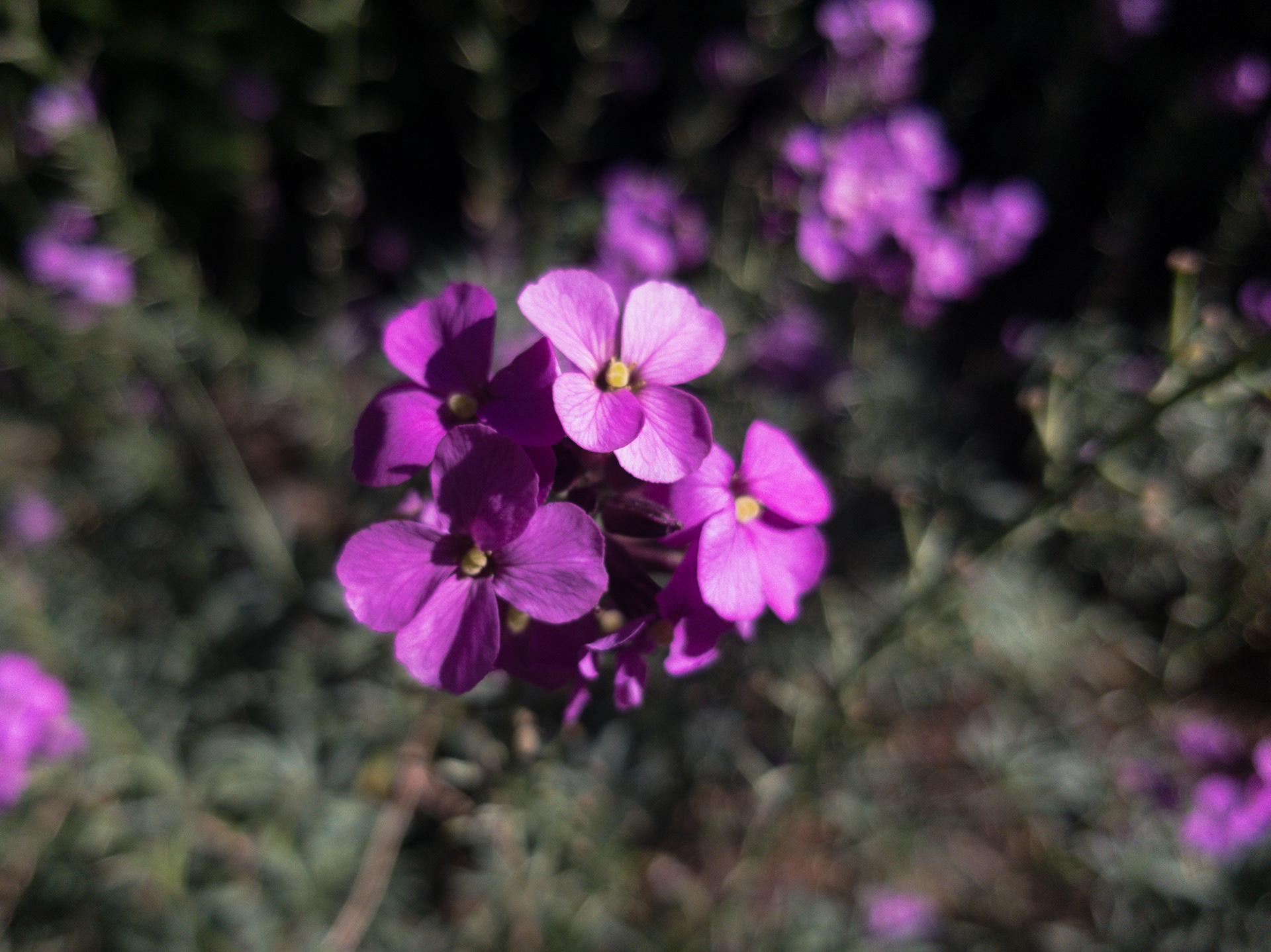 Samsung S8 - Hyde Park, London, UK - 2019