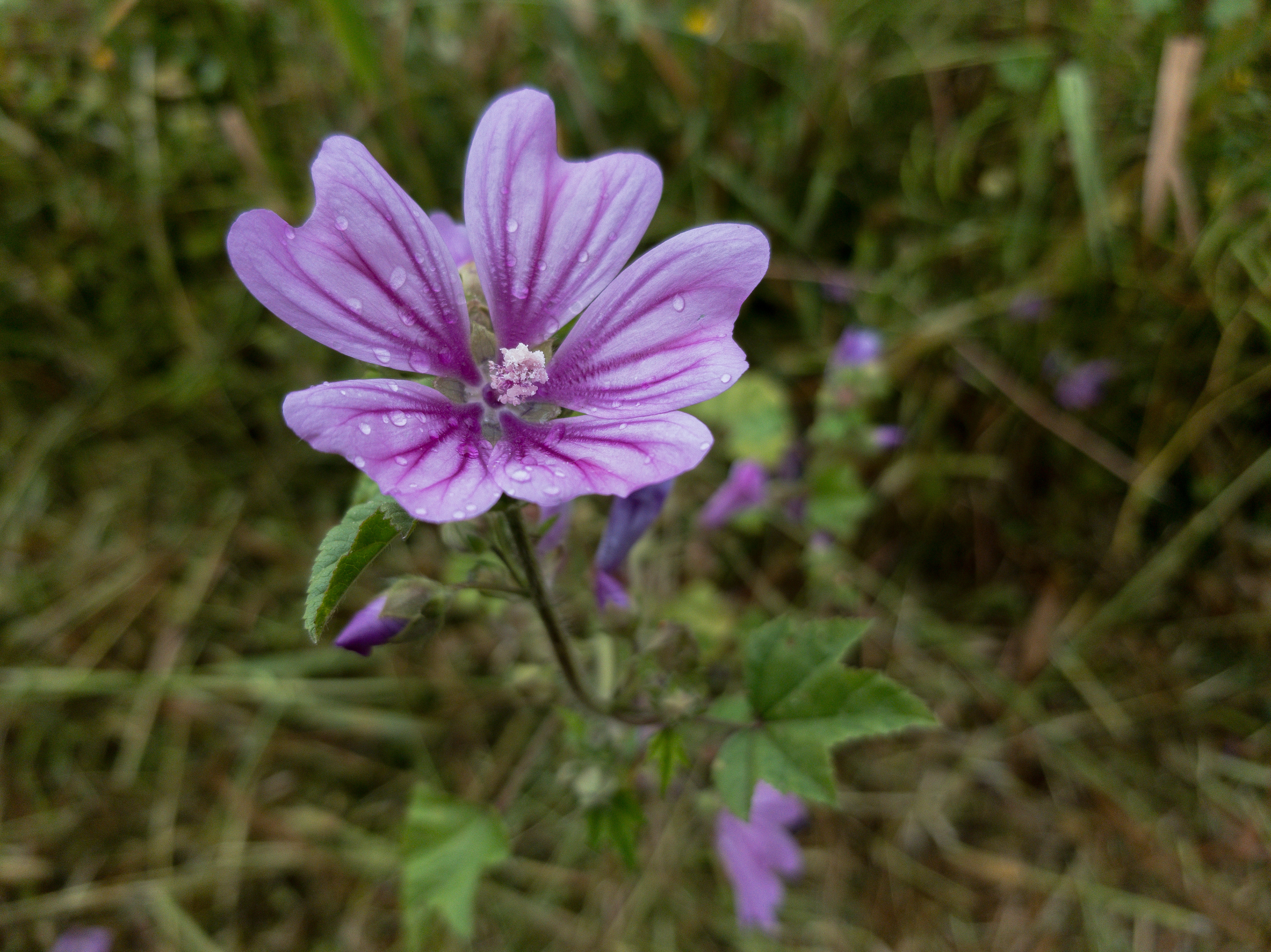Samsung S8 - Marathon, Greece - 2019