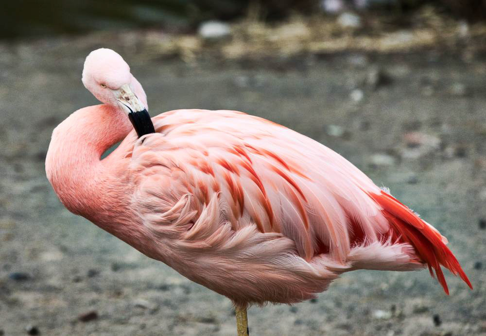Chilean Flamingo - Lincoln Park Zoo, Chicago, Illinois, USA