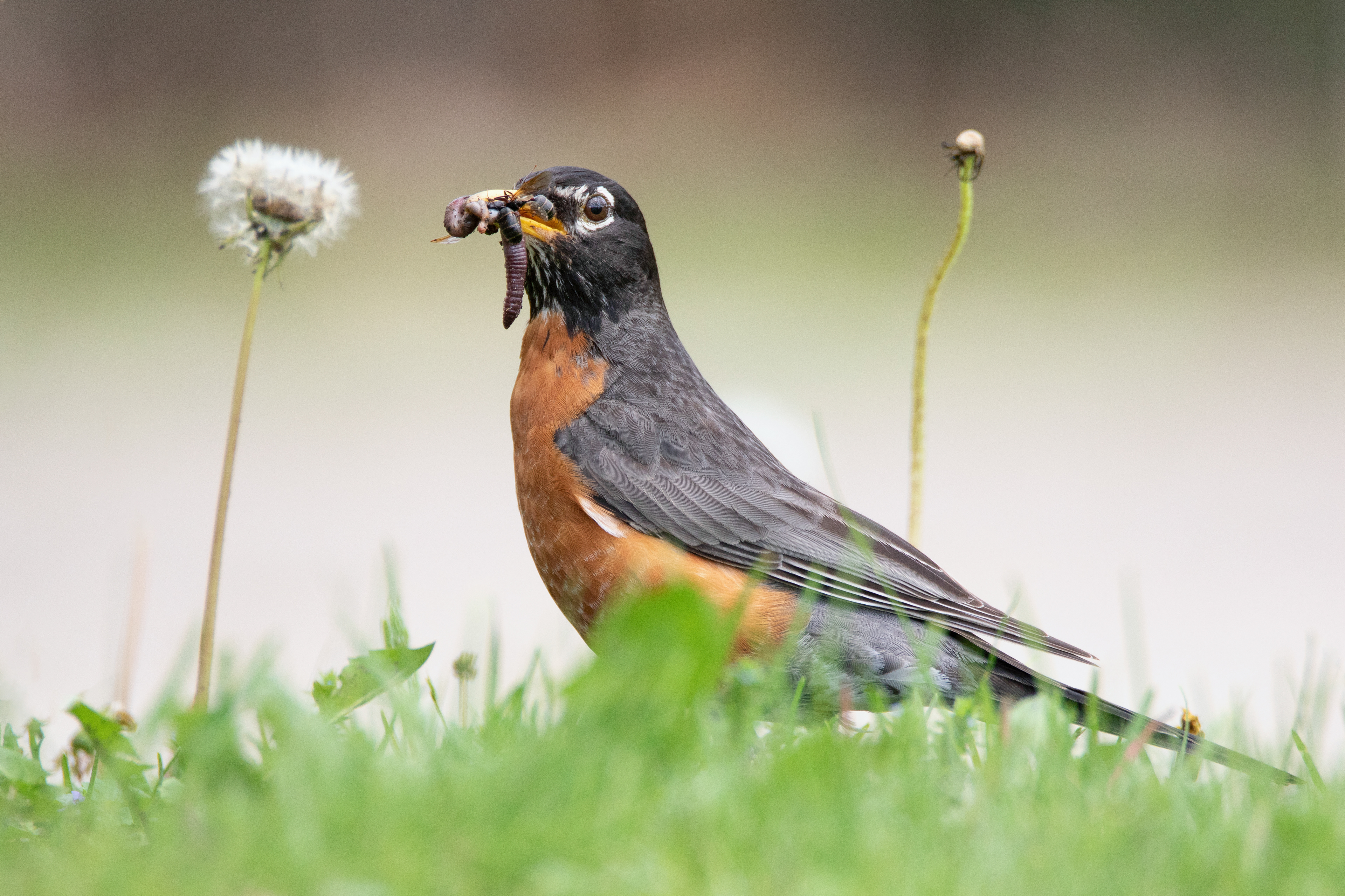 Breakfast in the Yard - American Robin, Illinois, USA