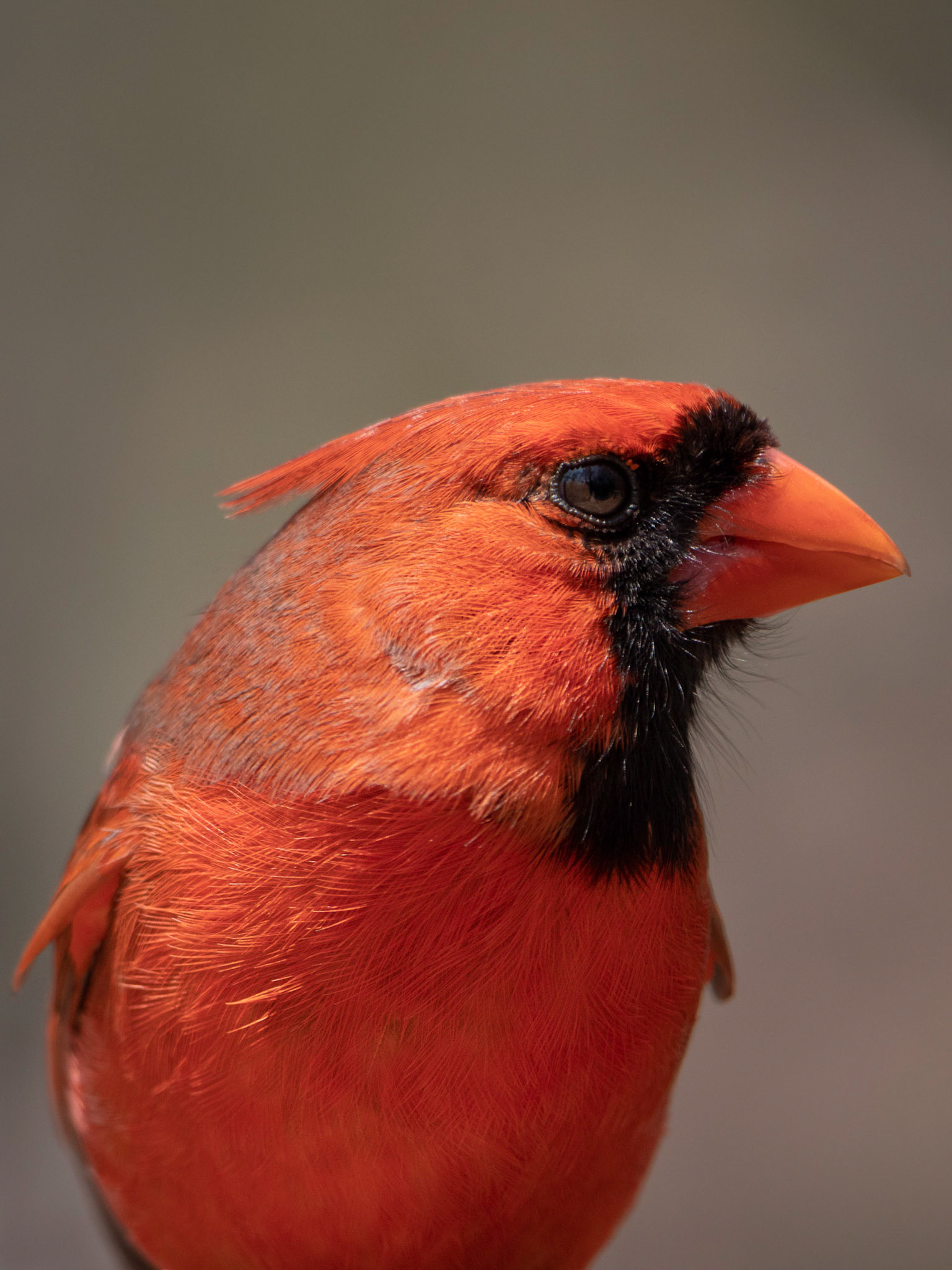 Cardinal Closeup