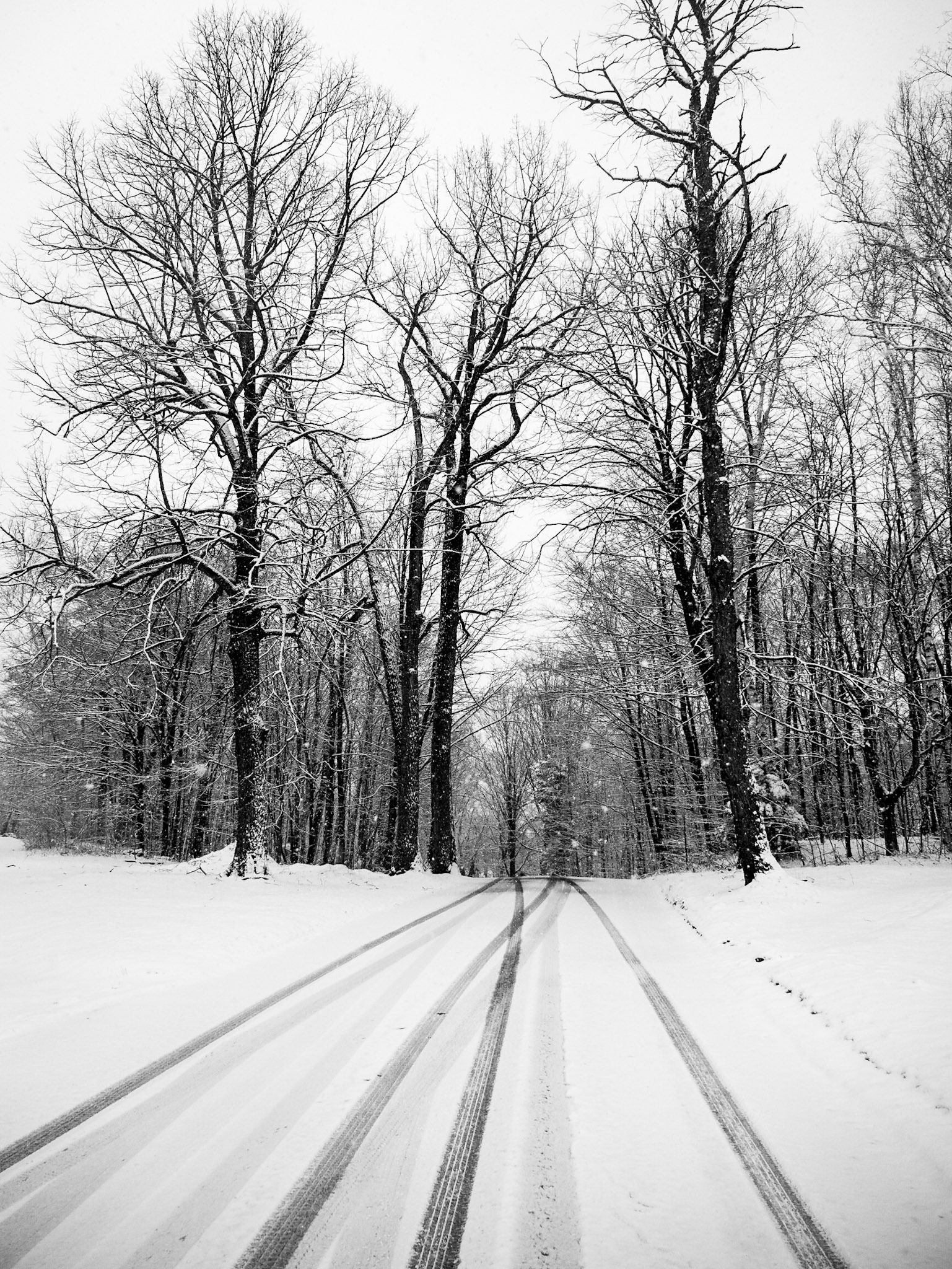 Fresh Tracks
