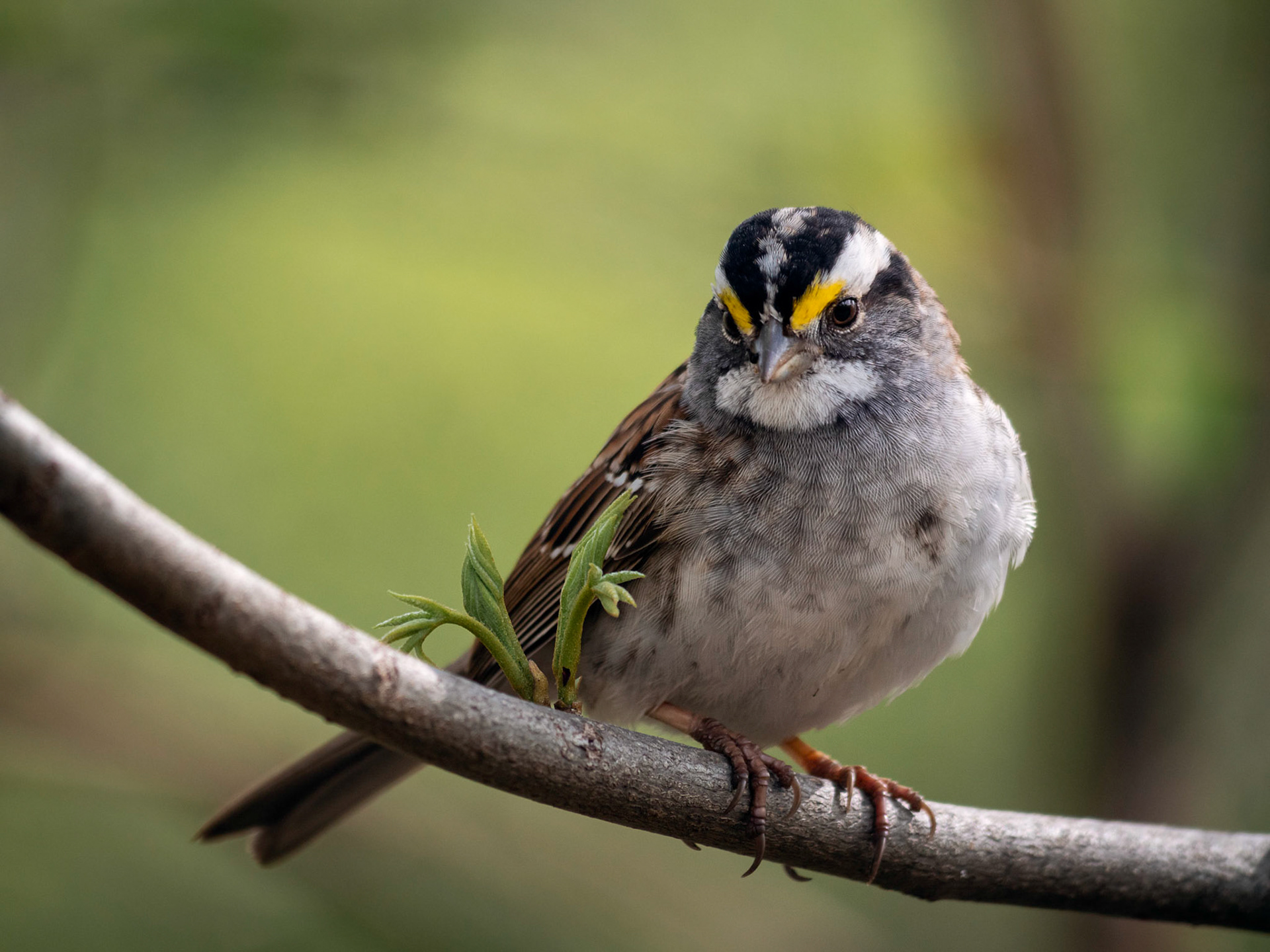 White-Throated Sparrow