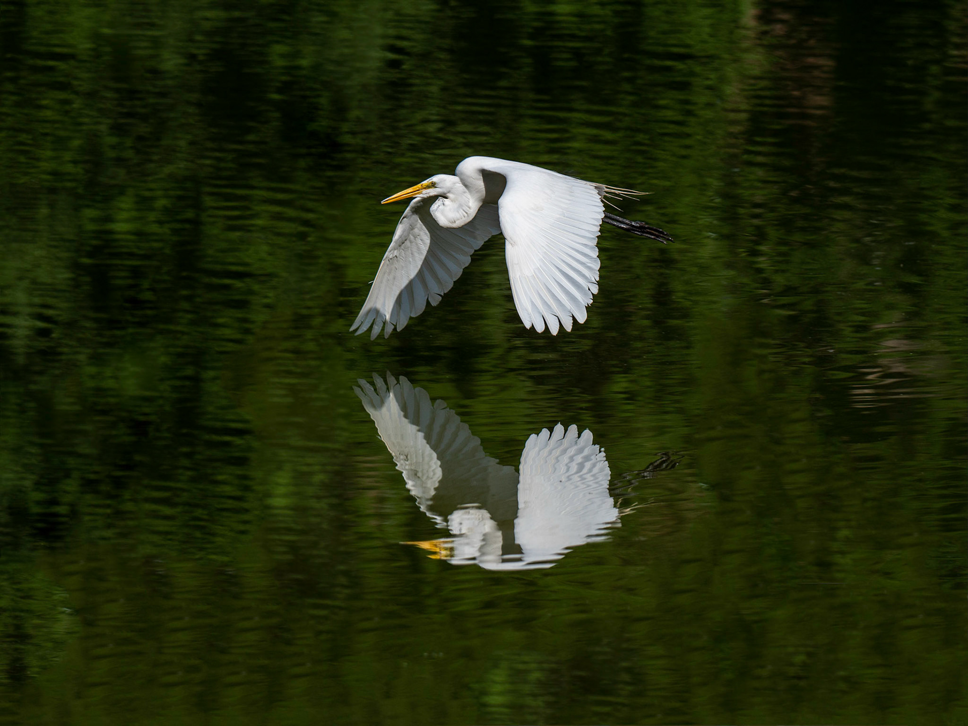 Egret in Flight