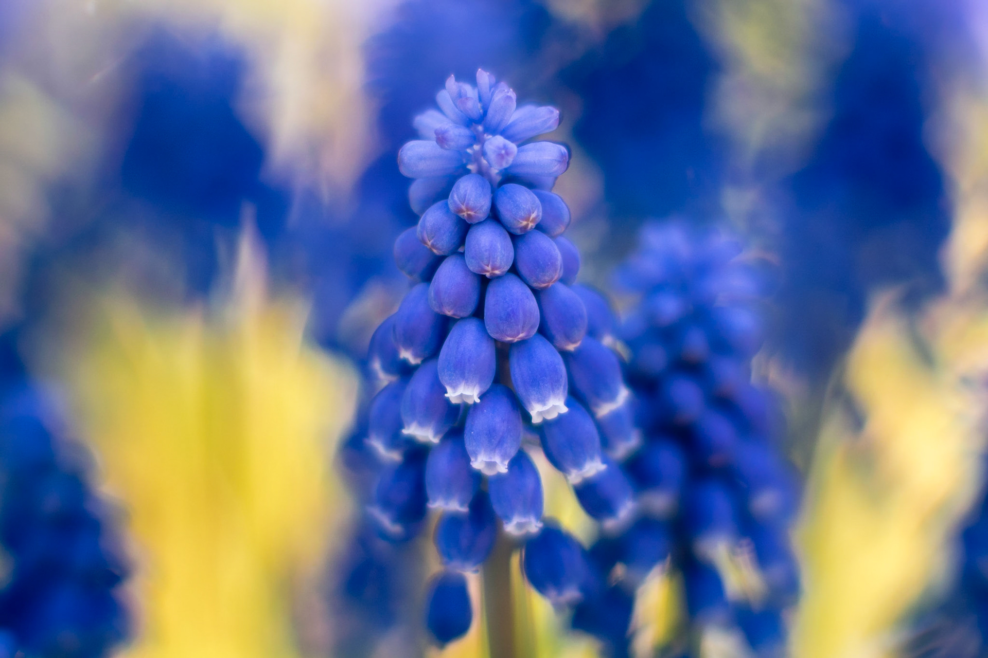 Grape Hyacinth