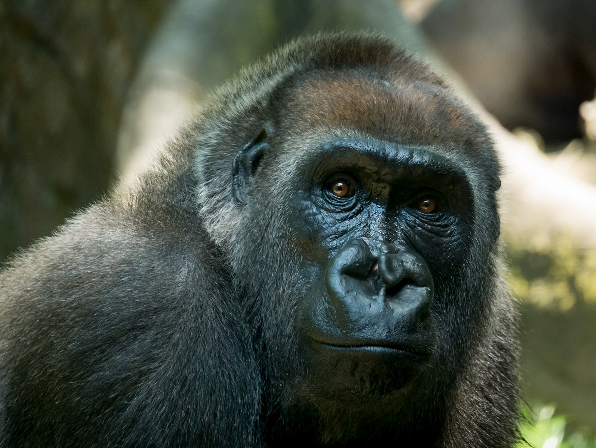 A haunting expression on this resident of the Bronx Zoo's Congo Gorilla Forest