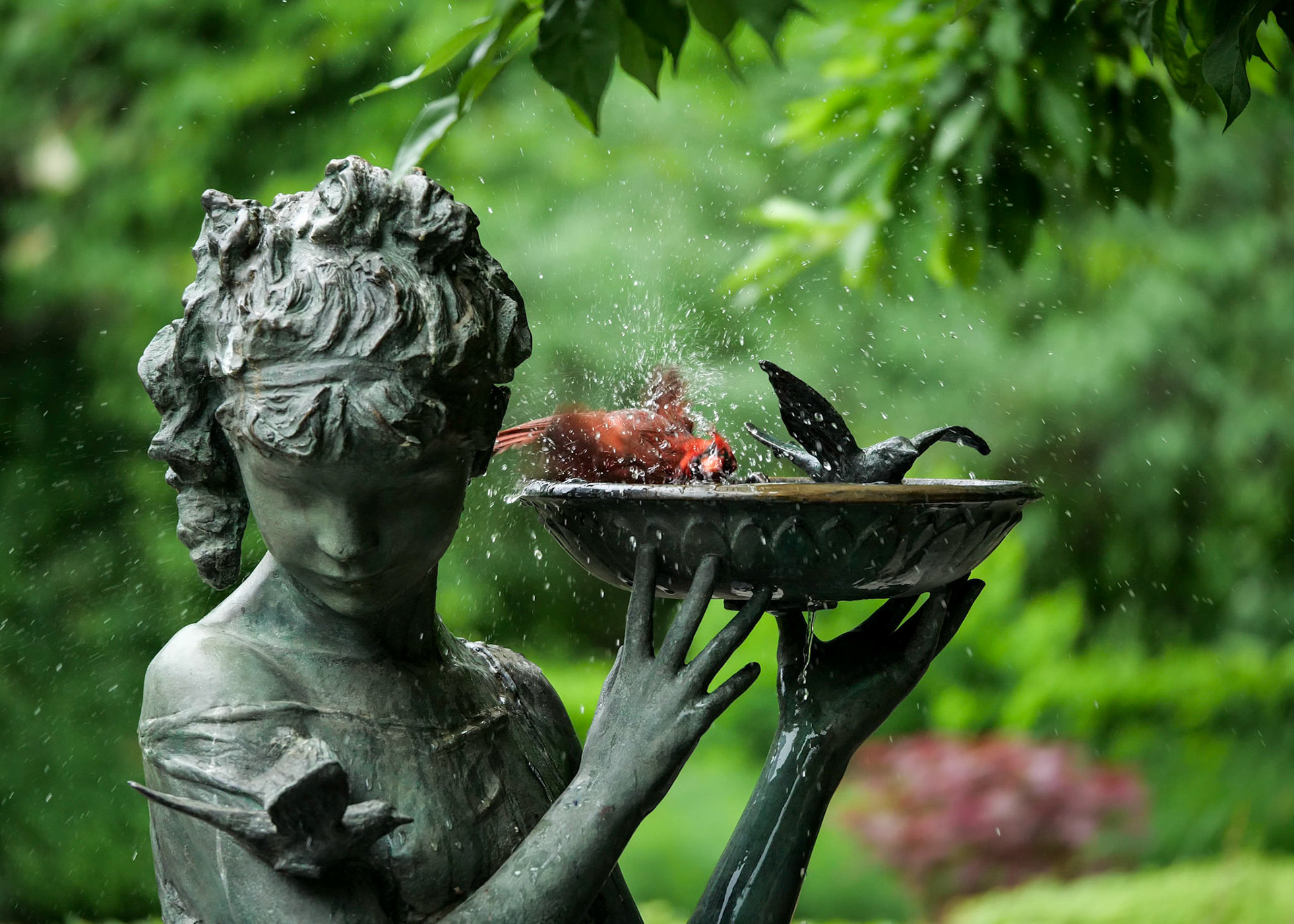 Bathing Cardinal