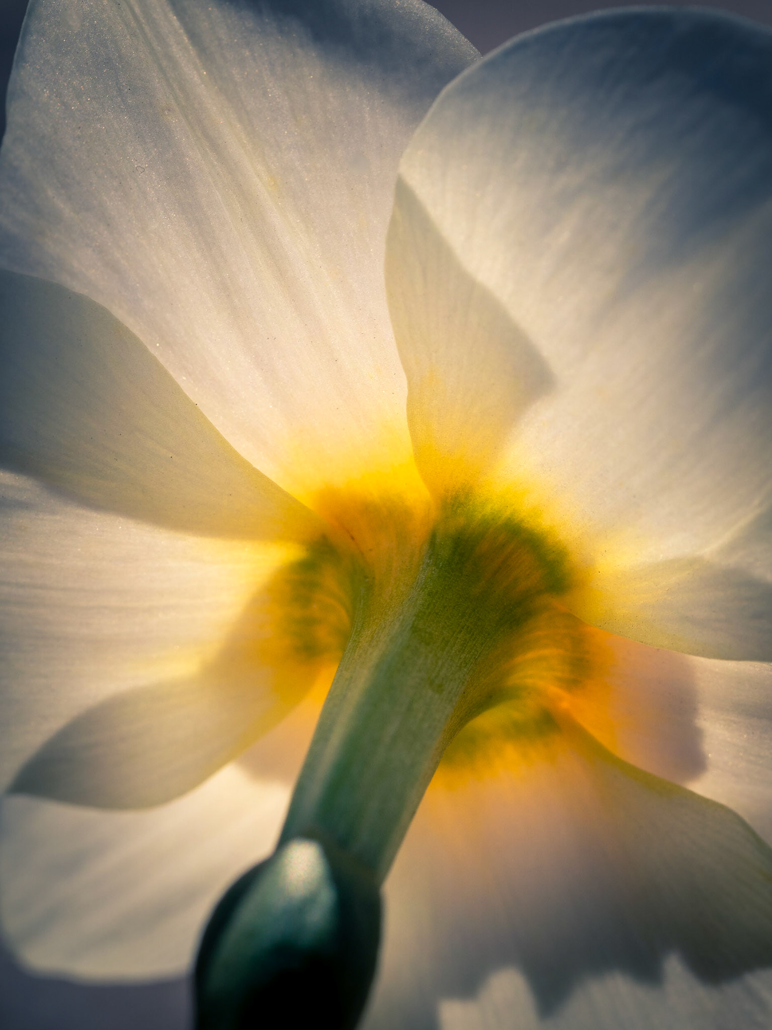 Backlit Daffodil