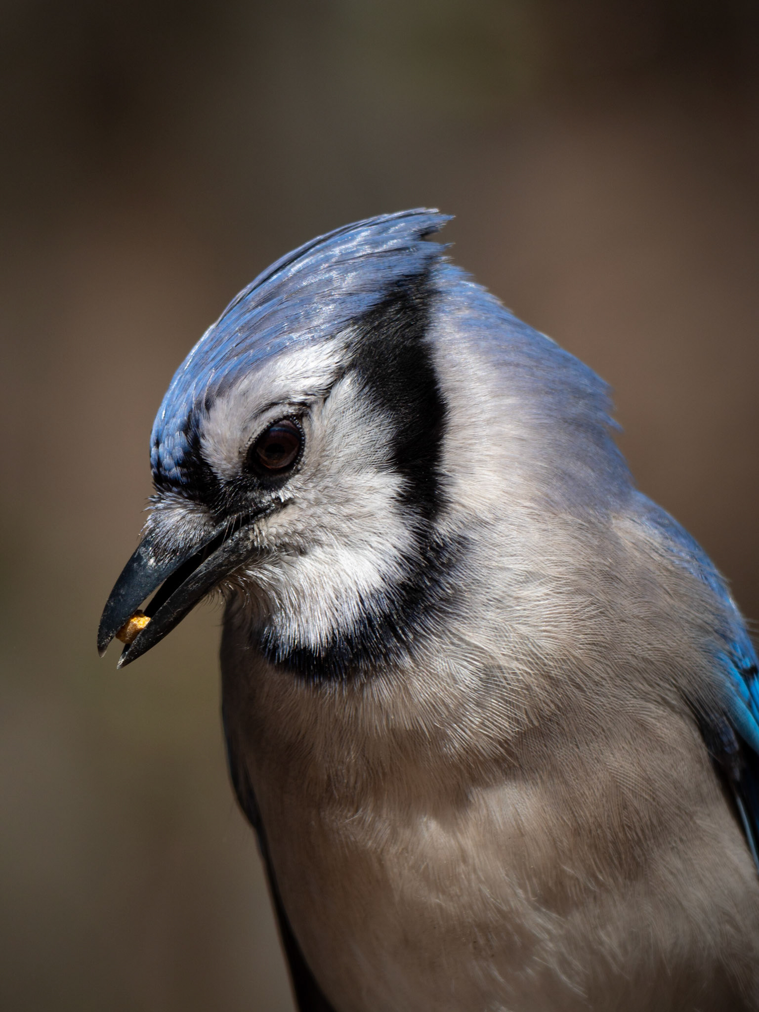 Blue Jay