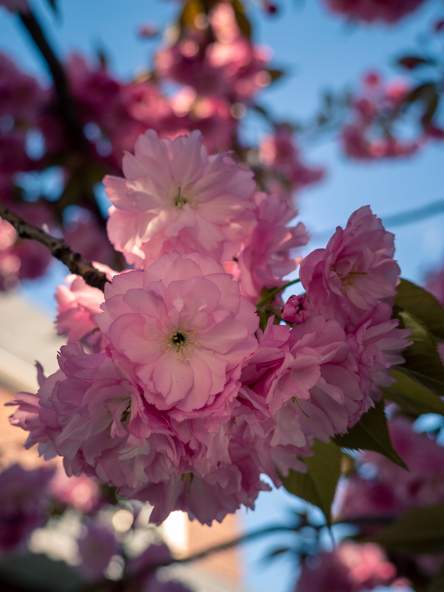 OLYMPUS DIGITAL CAMERA