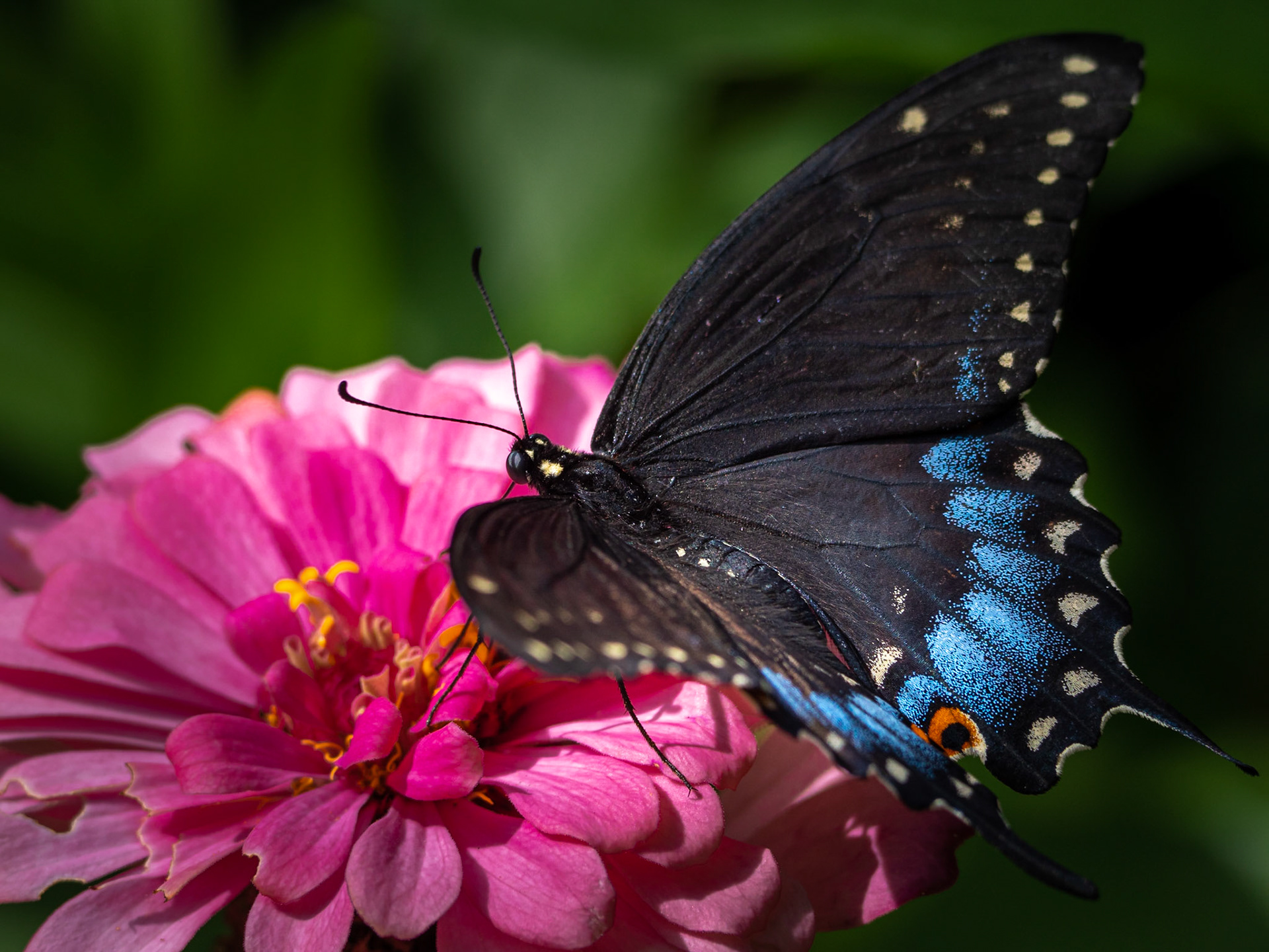 Black Swallowtail