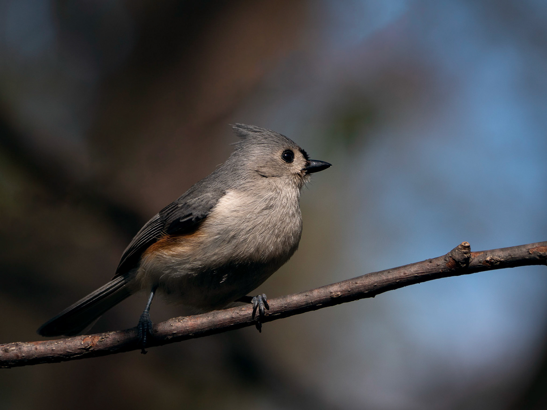 Tufted Titmouse