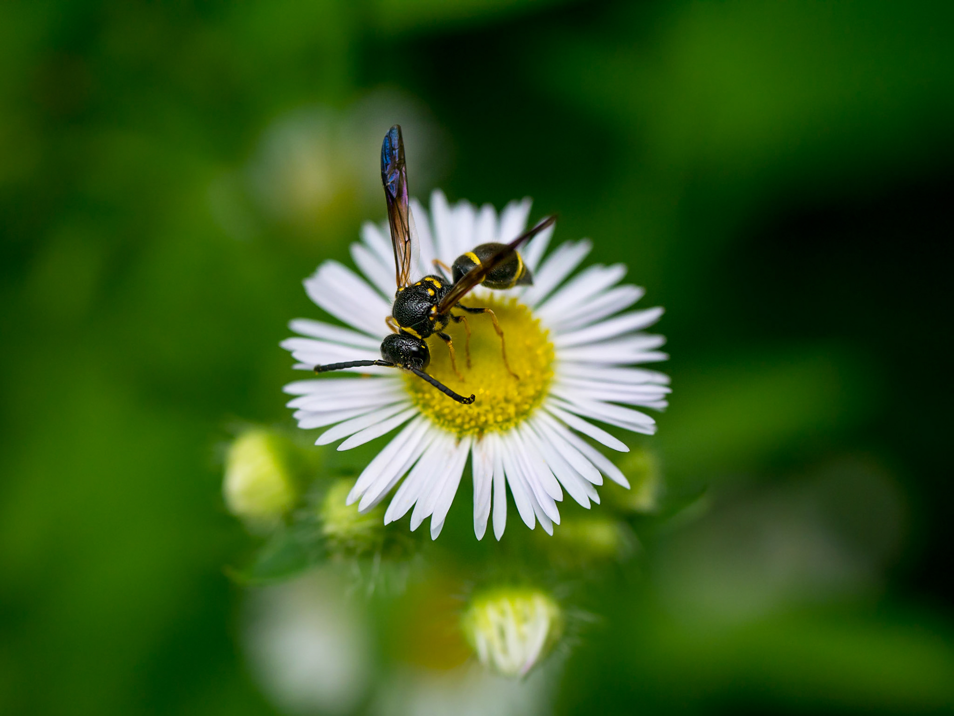 Wasp