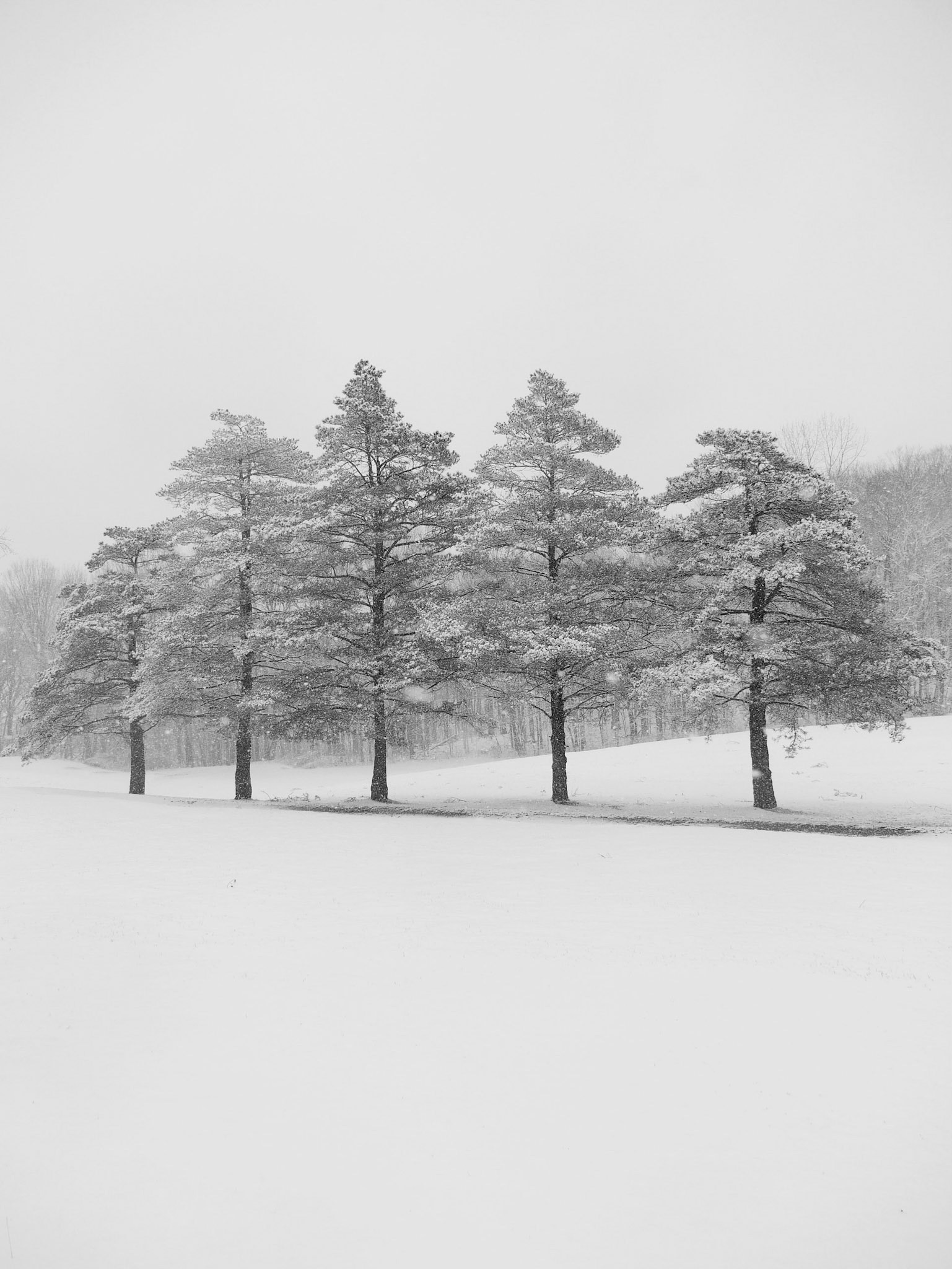 Five Trees in Snow
