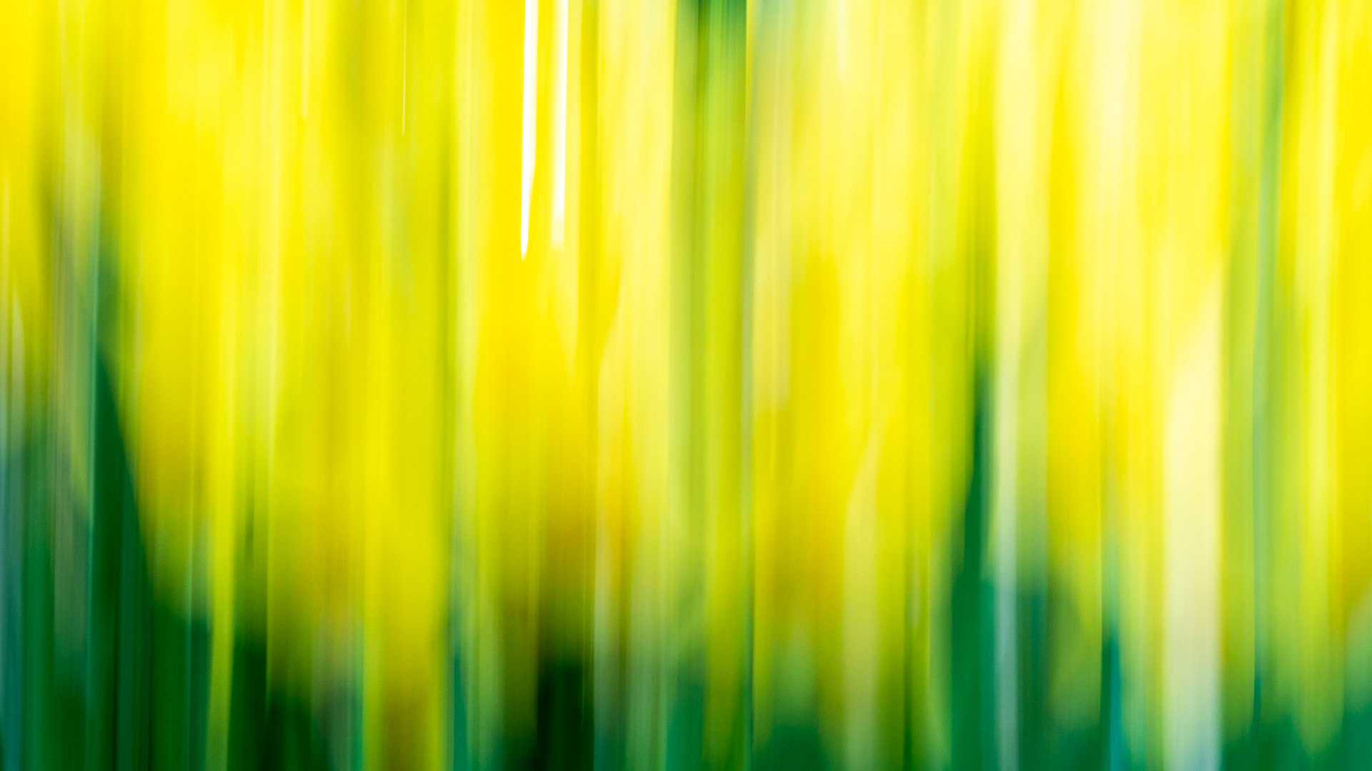 Daffodils in Motion