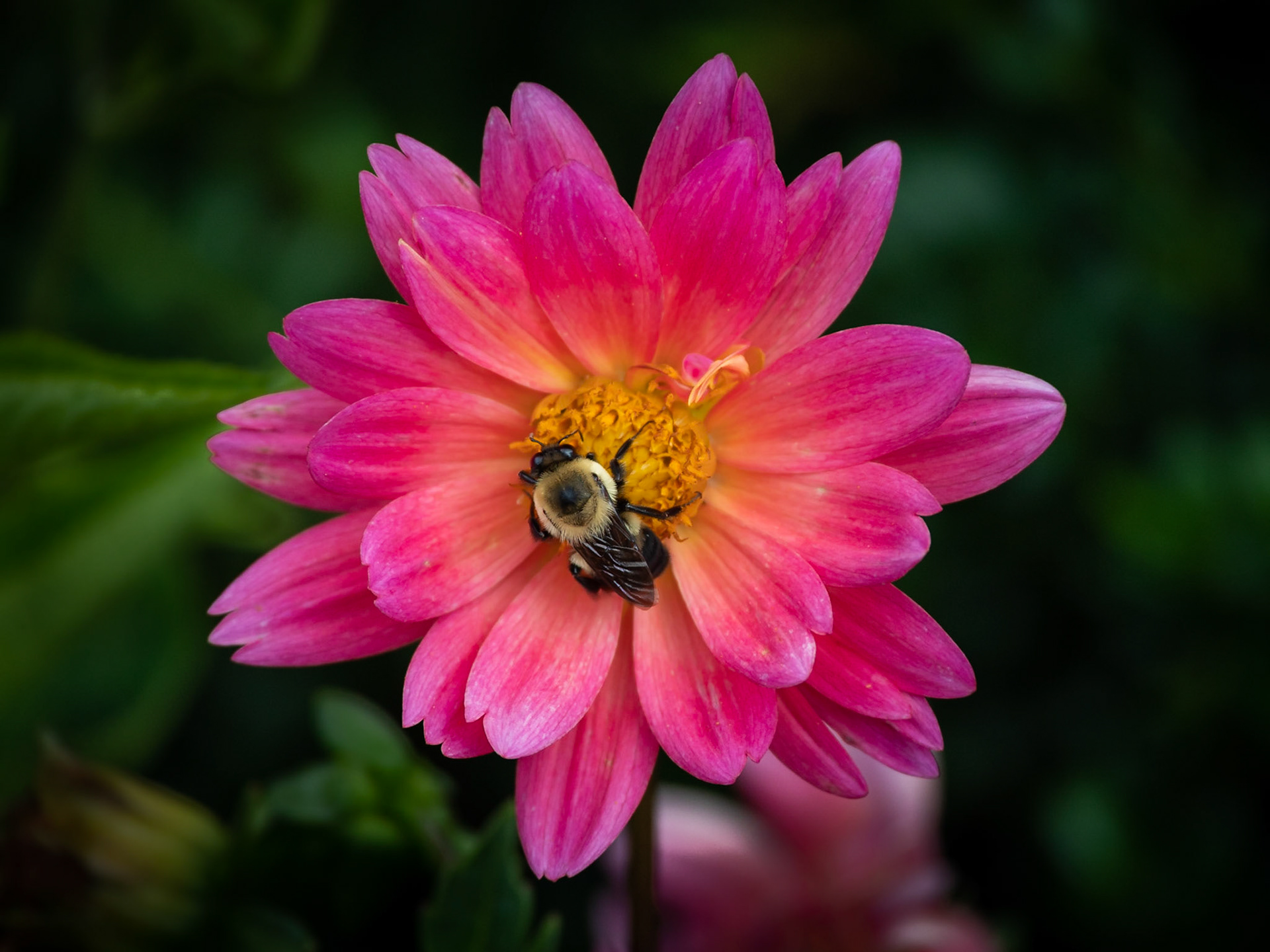 Conservatory Gardens, Central Park