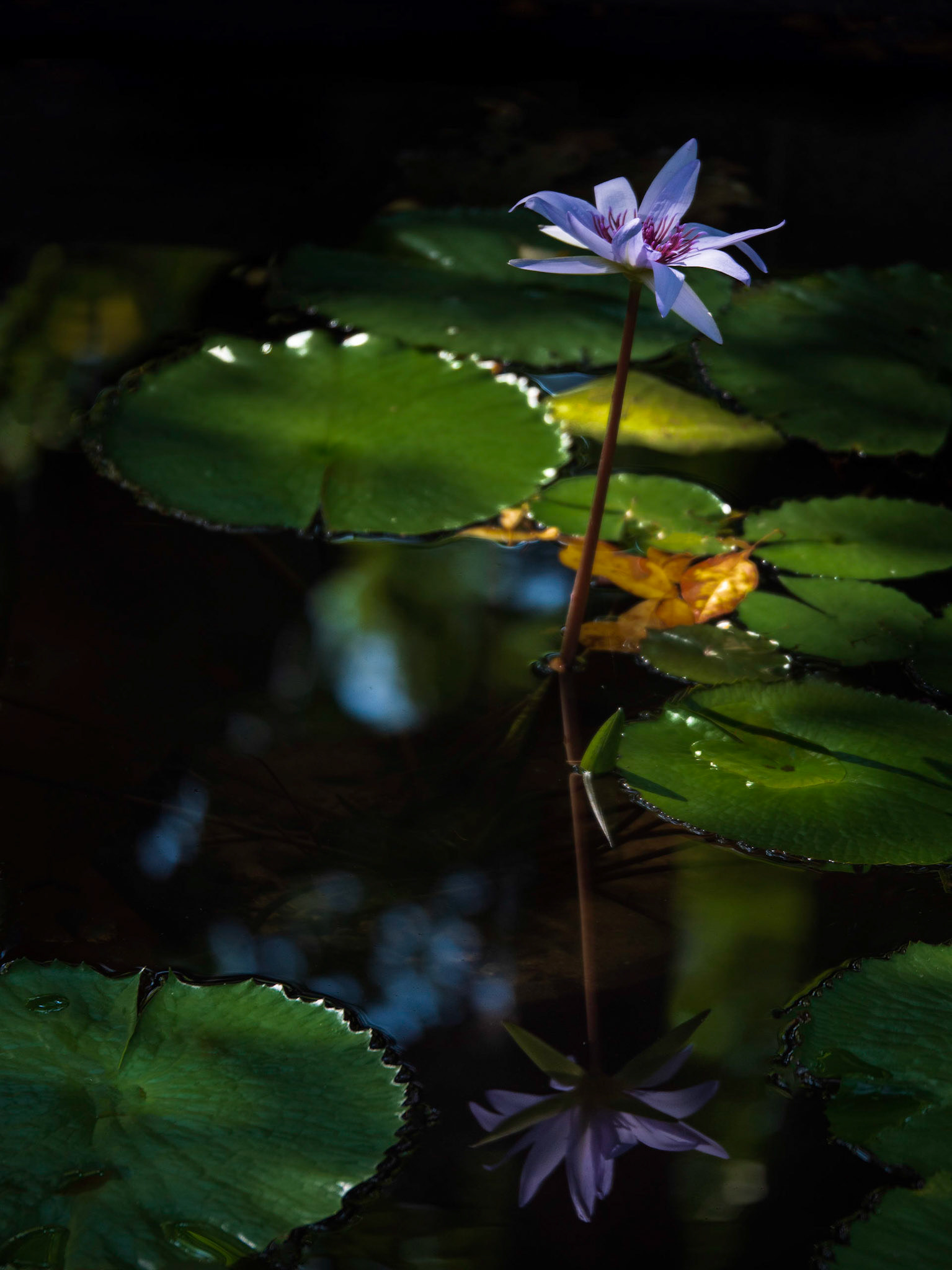 Water Lily