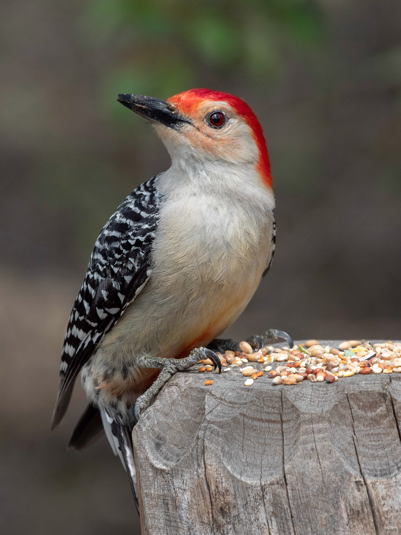 Red-Bellied Woodpecker