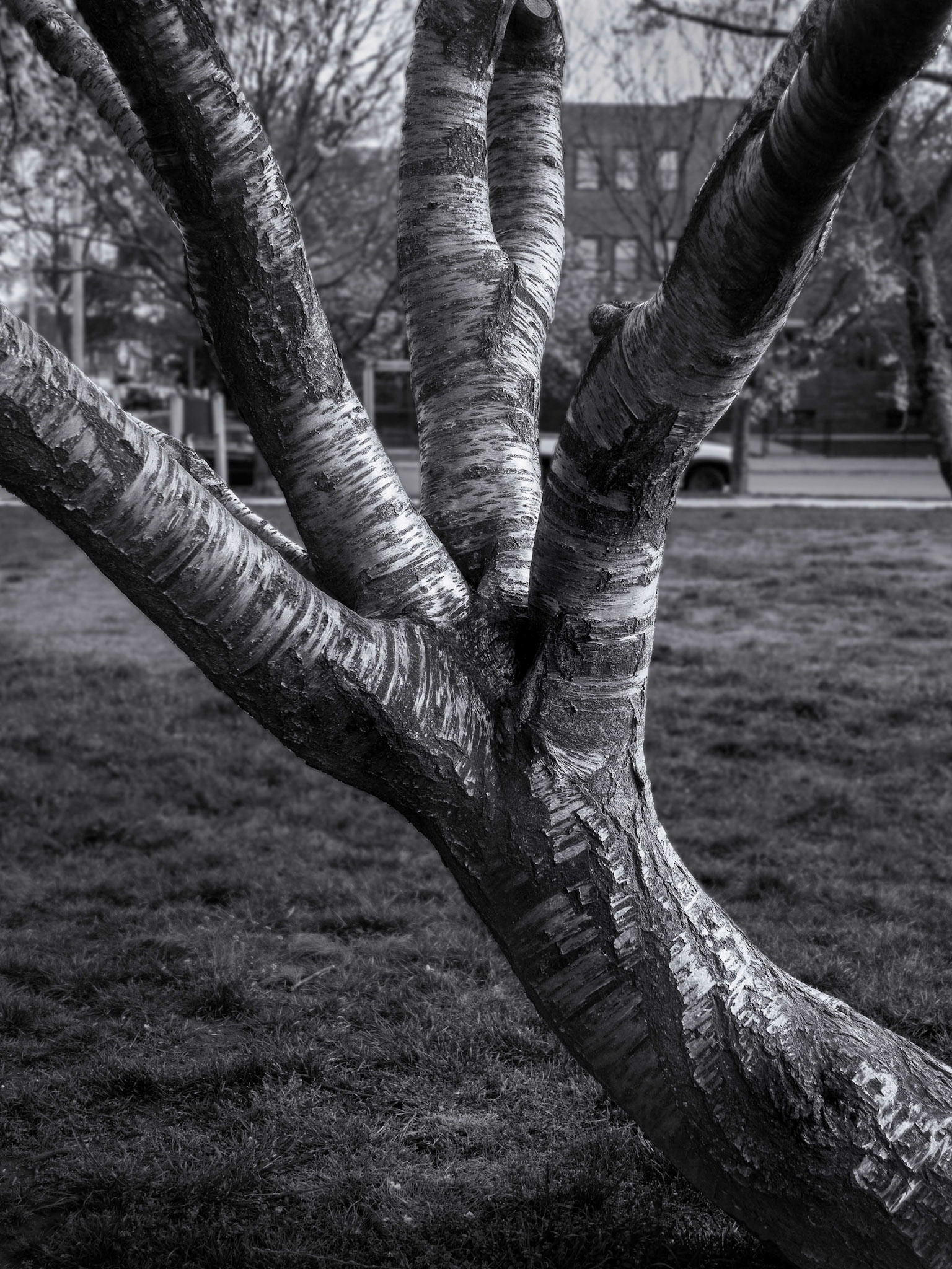 Palm Tree?