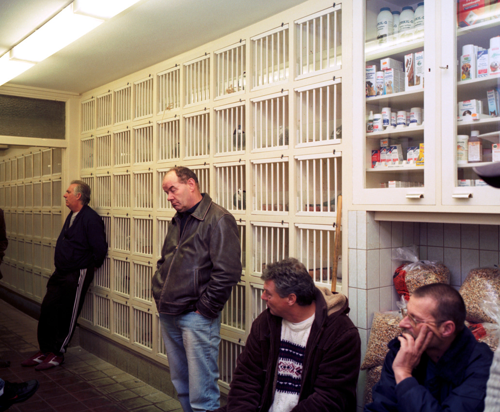 Haagse Duiven, 2009