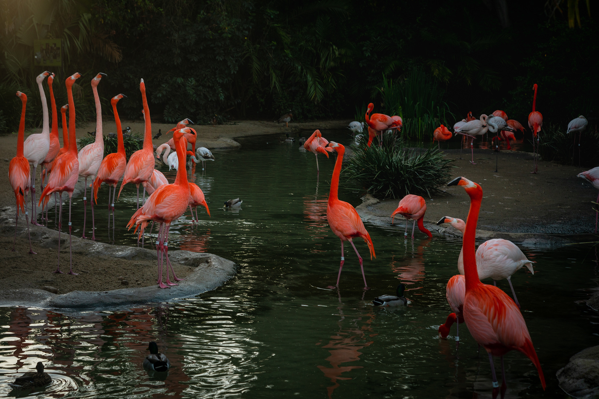 Flamingo, San Diego Zoo