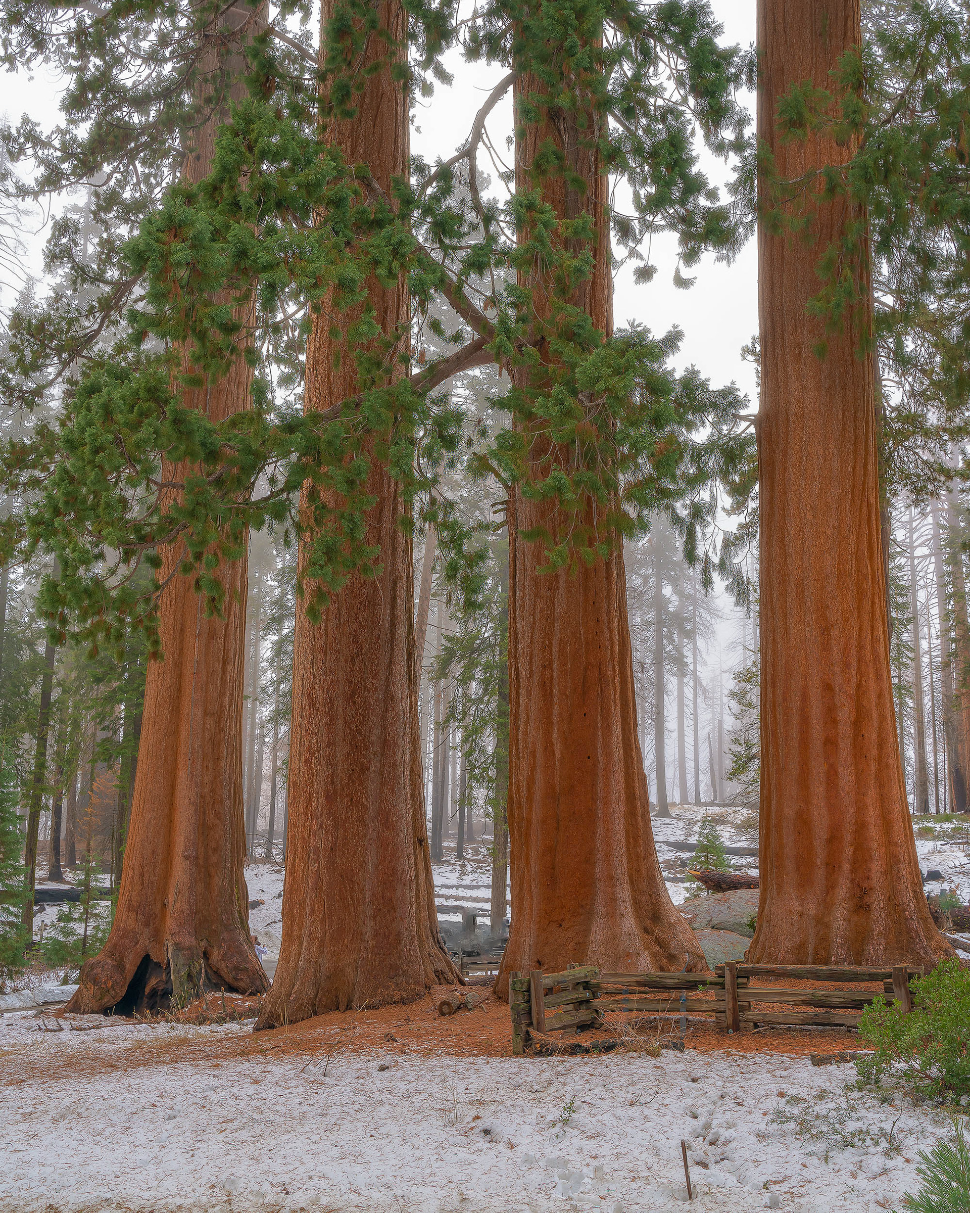Sequia National Park, California